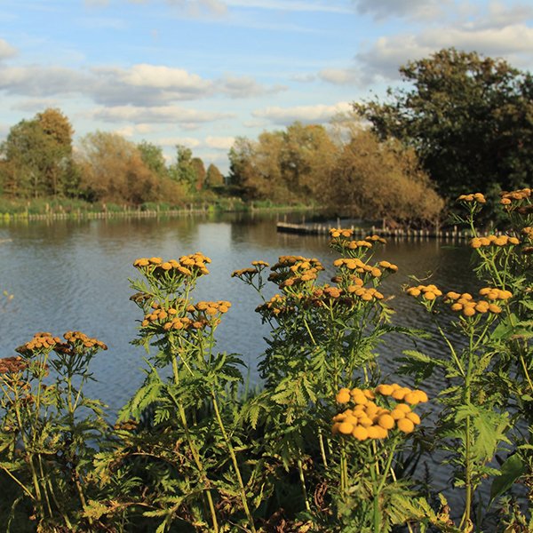 walthamstowetlands.jpg