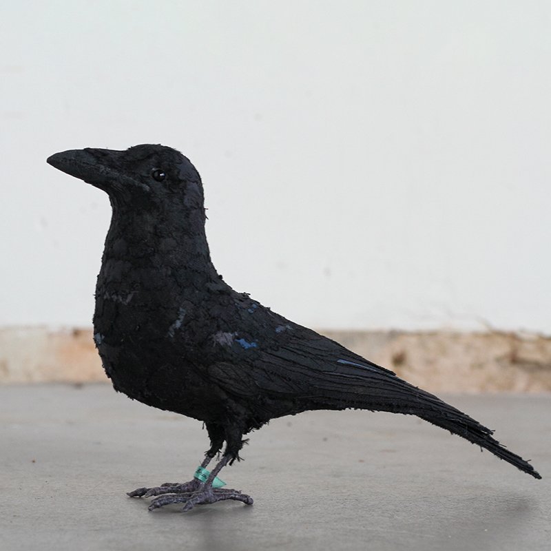 Raven14_sml.jpg