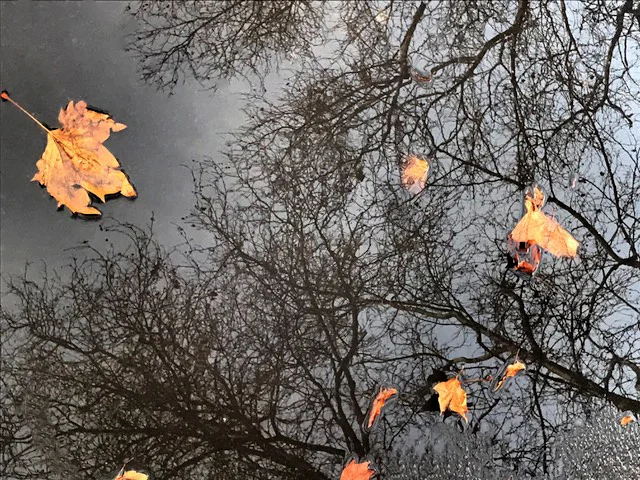 feuilles2.jpg