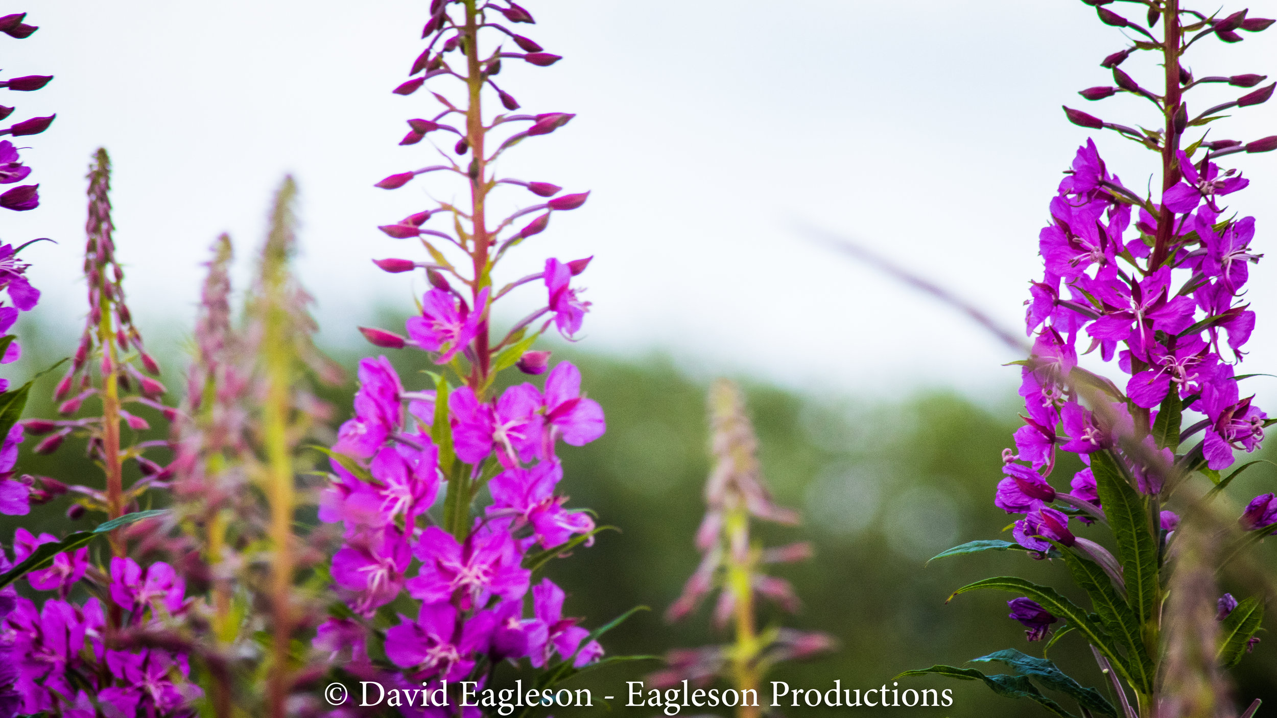 Foxgloves
