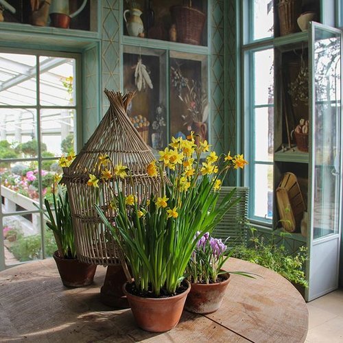 Forced bulbs in the greenhouse