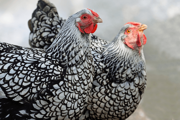 Silver Laced Wyandotte