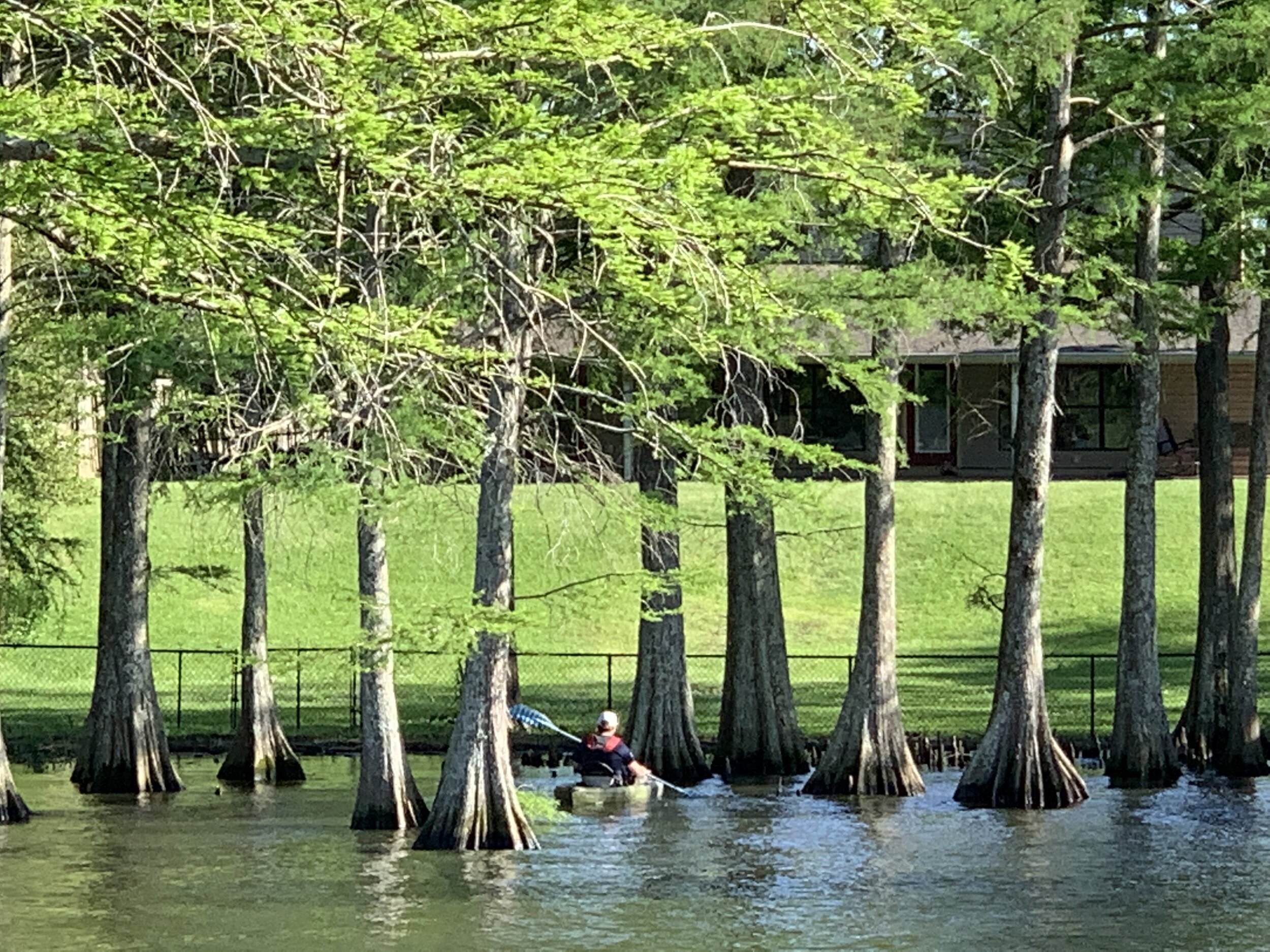  Easton, navigating cypress knees on his  kayak, a gift from Lawrence  