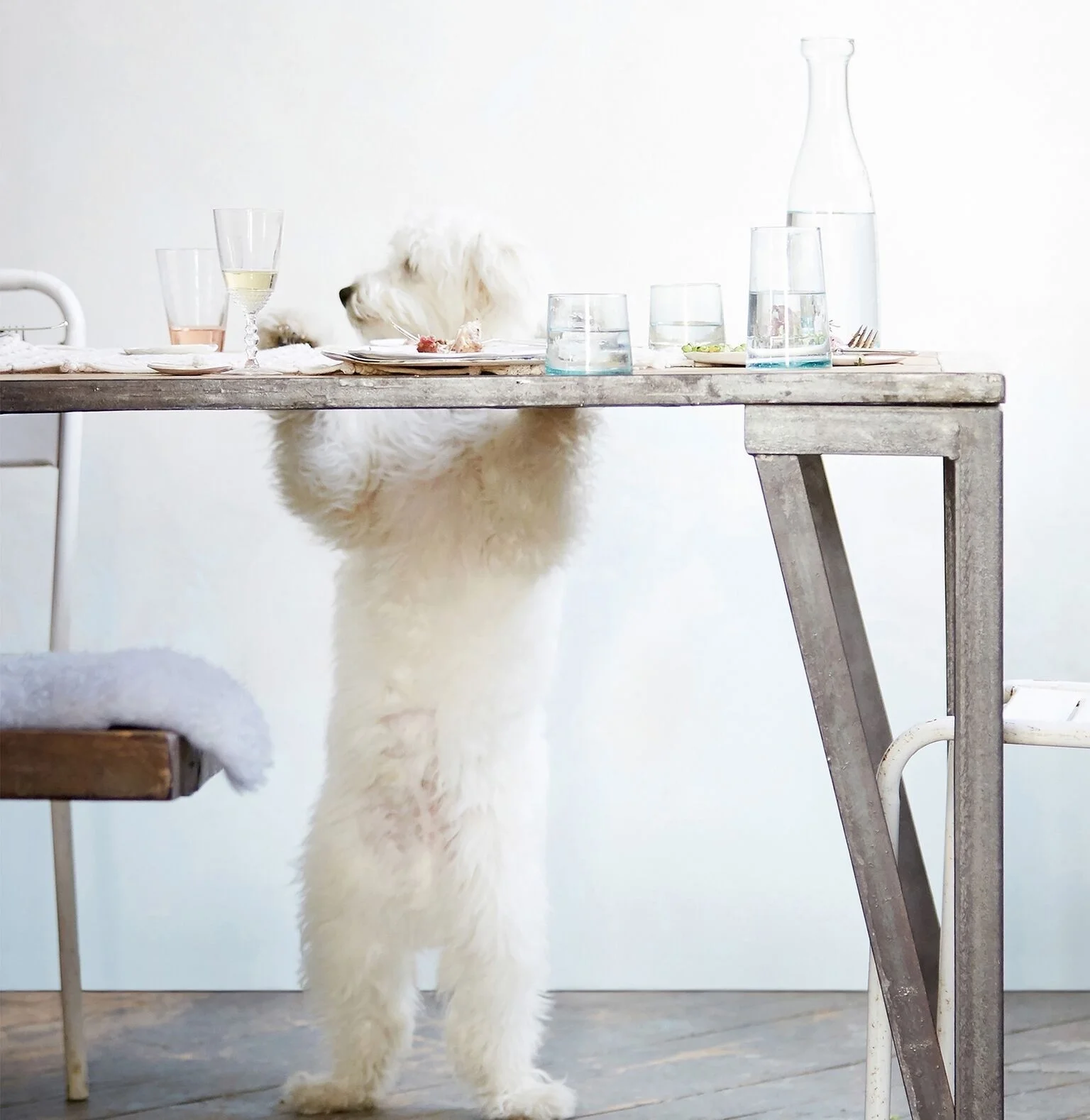 prop styling : puppy at dinner table