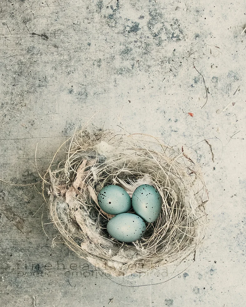 0956 with eggs hr.jpg