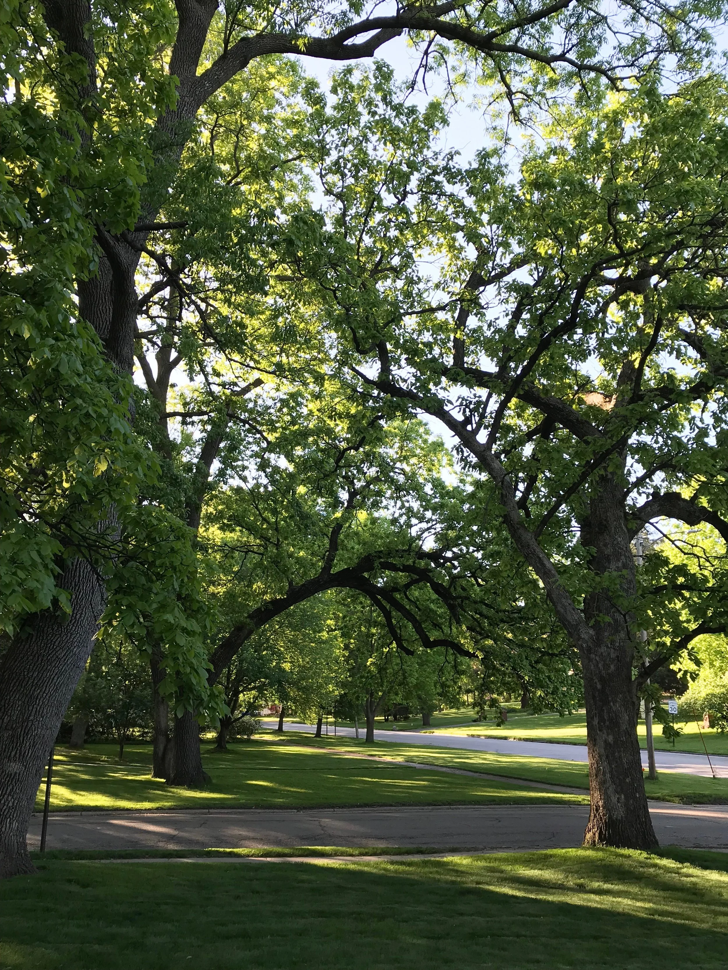 IMG_5252.jpeg