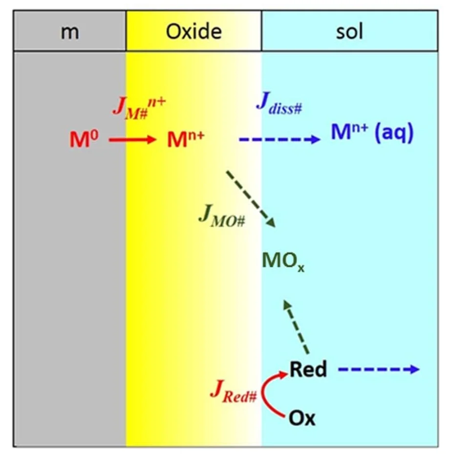 Fluxes considered in the MCB model