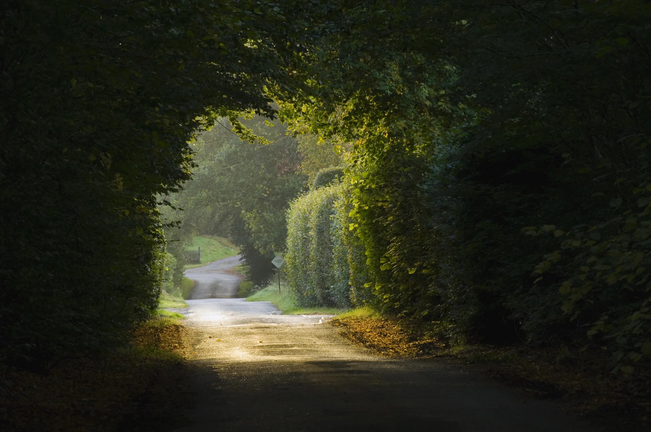 Road under tree arbort.jpg