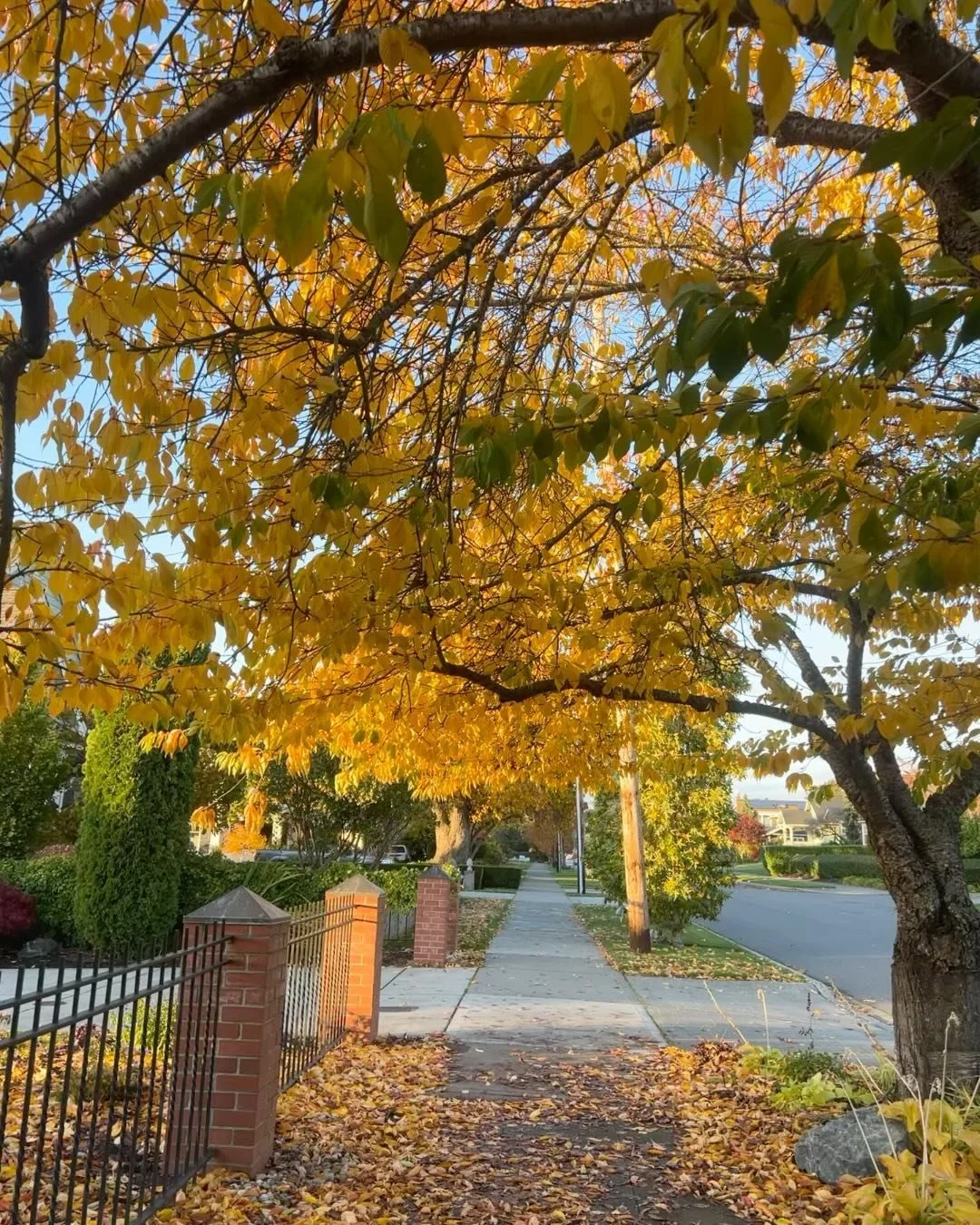 Core memories made 💛✨
Meeting my nephewww!
Disneyland
Friends meeting Beau
Jetted up to Washington and got to see FALL 🍂 for the first time
