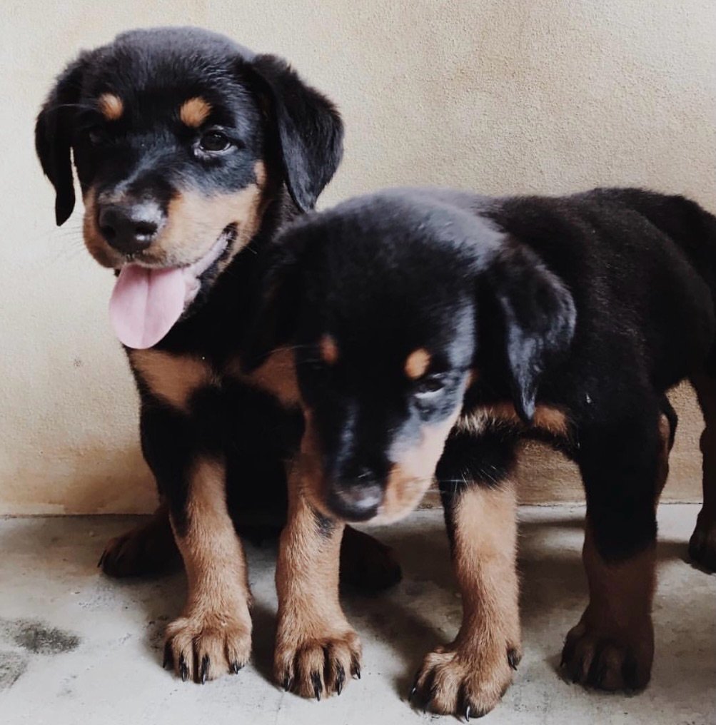 Mika 🤍 it&rsquo;s so hard to say goodbye sweet girl