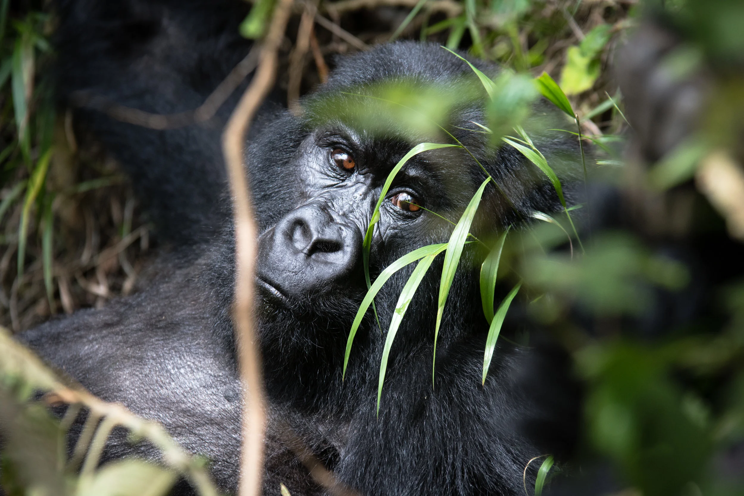 rwanda_20170601_5mp-19.jpg