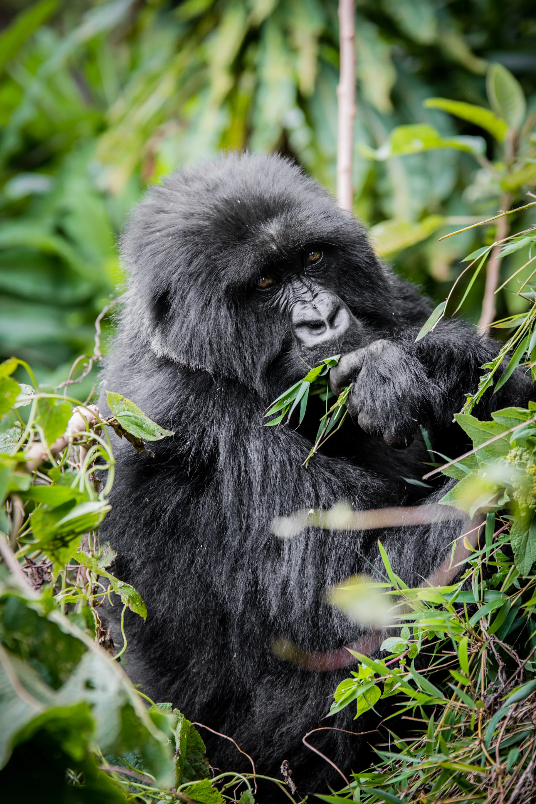 rwanda_20170601_5mp-22.jpg