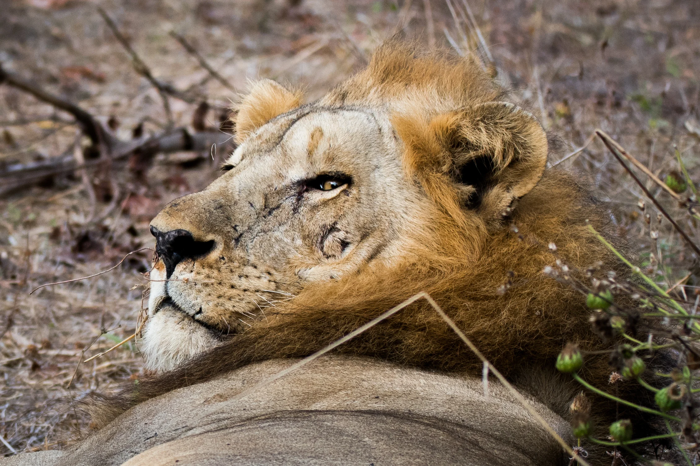 south_luangwa_july_2017_5mp-34.jpg
