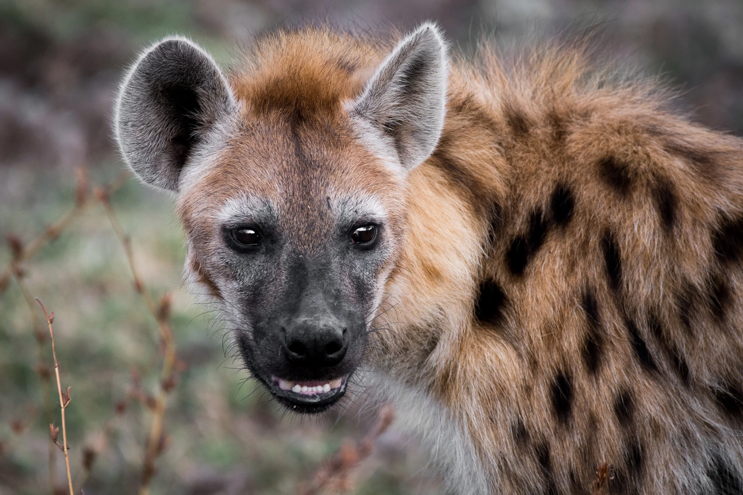 south_luangwa_july_2017_5mp-42.jpg