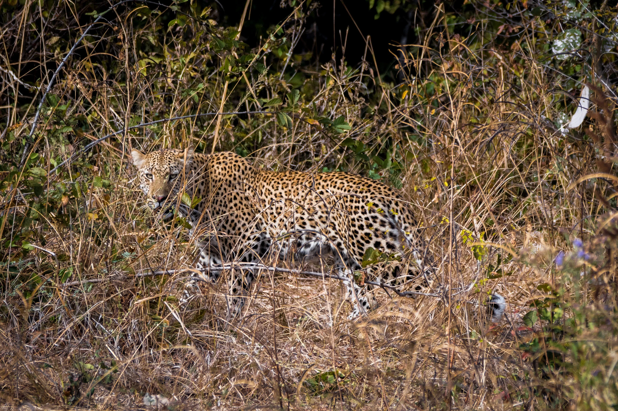 south_luangwa_july_2017_5mp-60.jpg