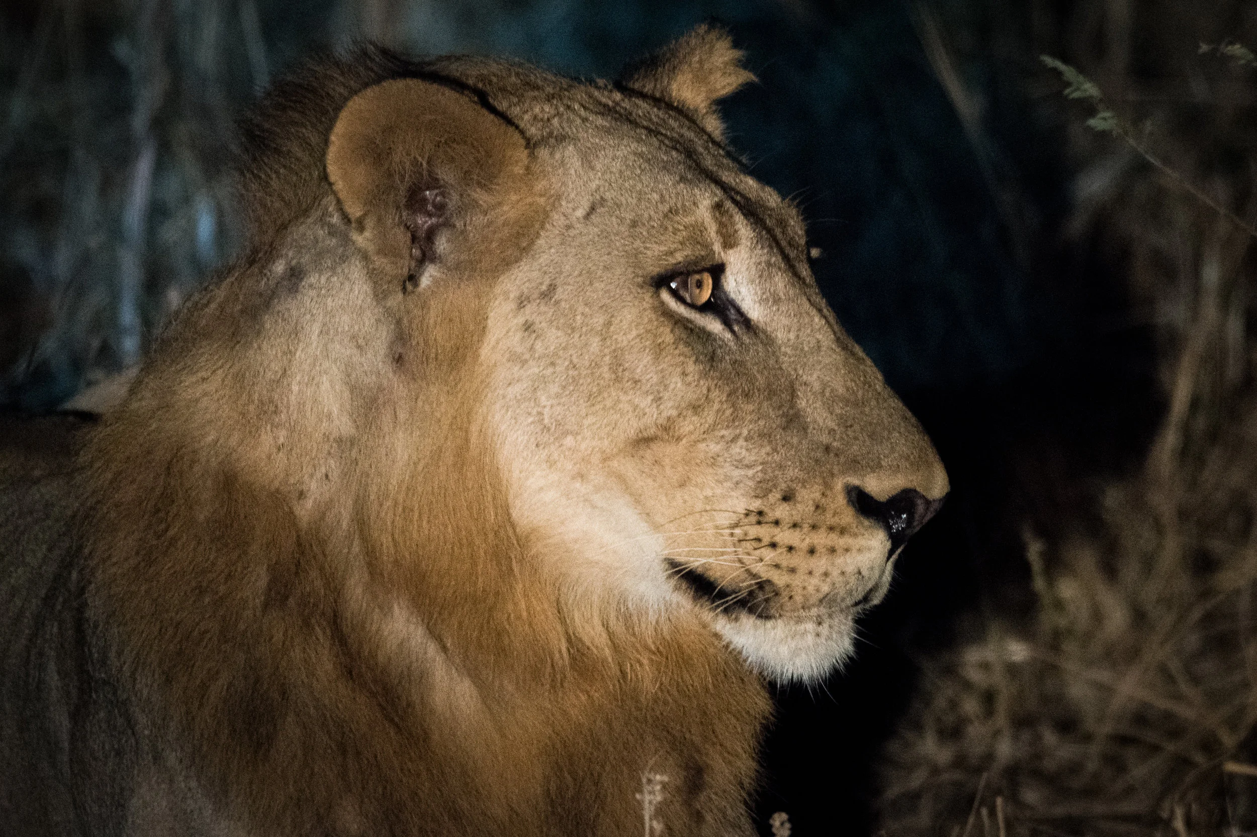south_luangwa_july_2017_5mp-102.jpg