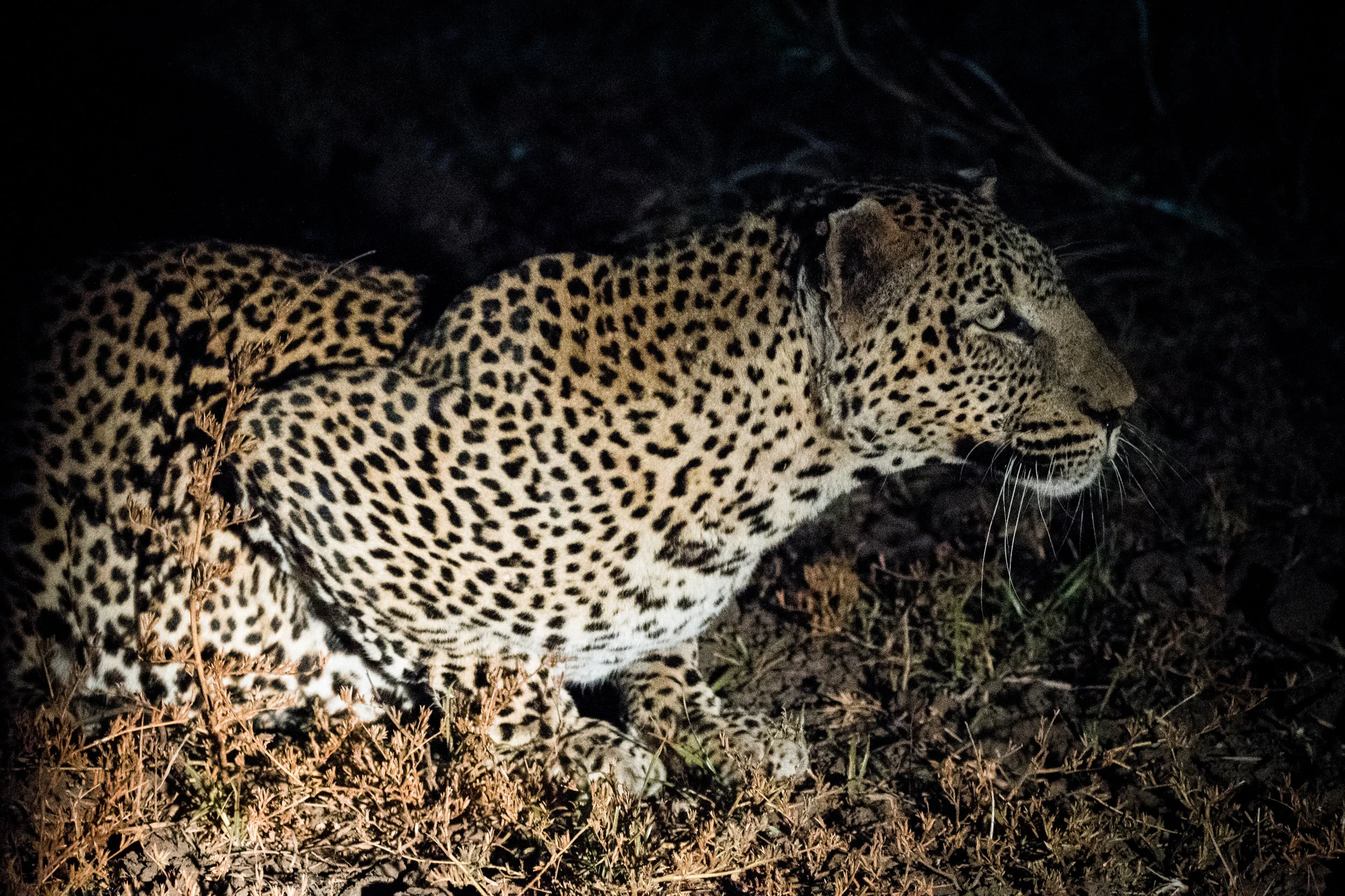 south_luangwa_july_2017_5mp-112.jpg