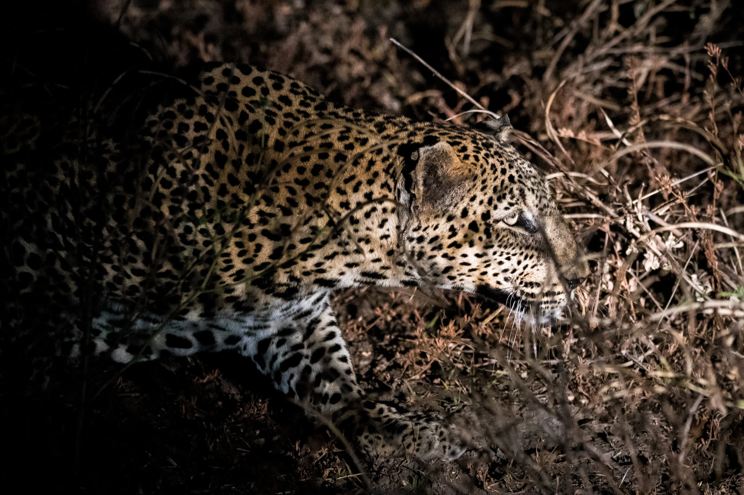 south_luangwa_july_2017_5mp-110.jpg
