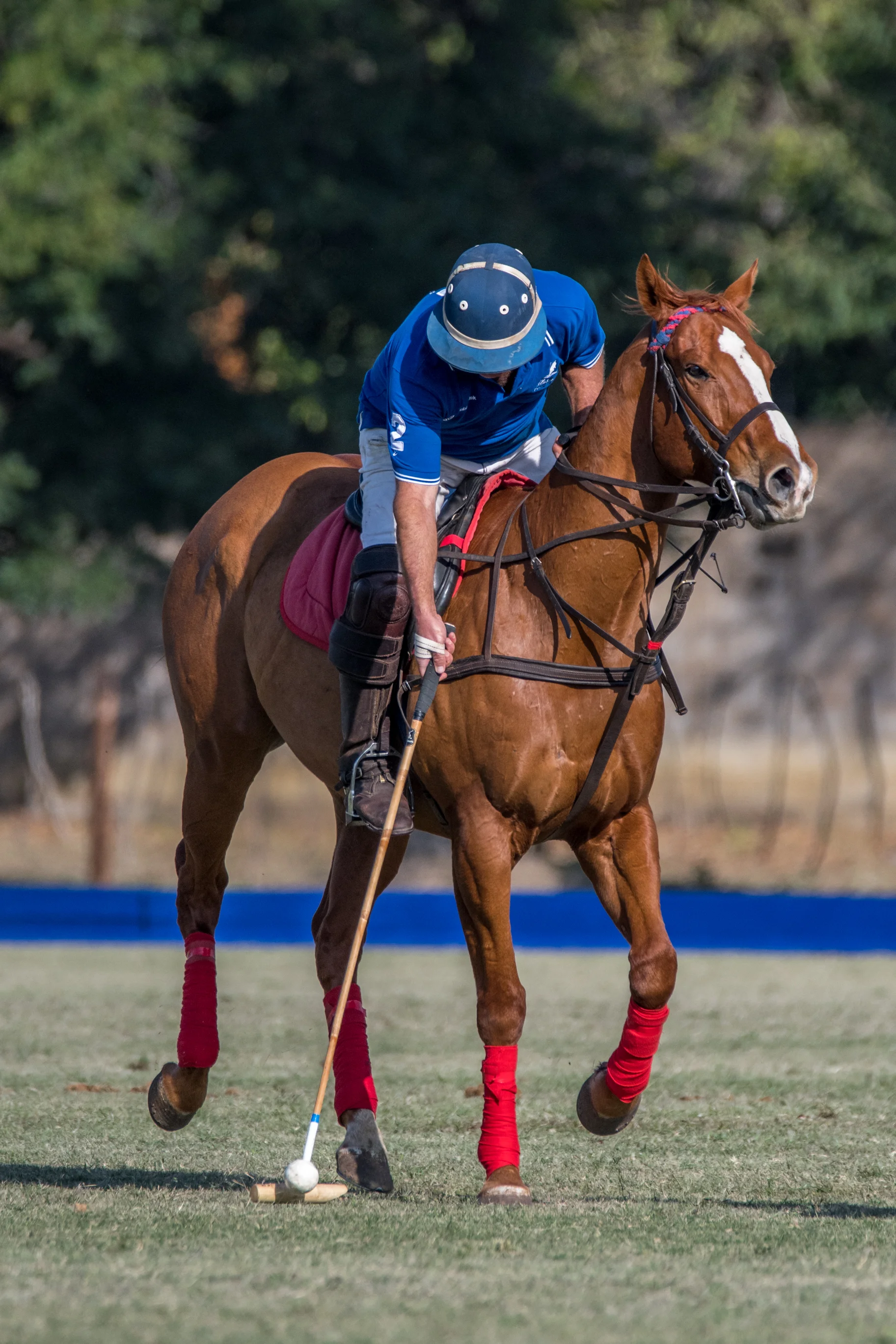 safari_polo_2017_5mp-10.jpg