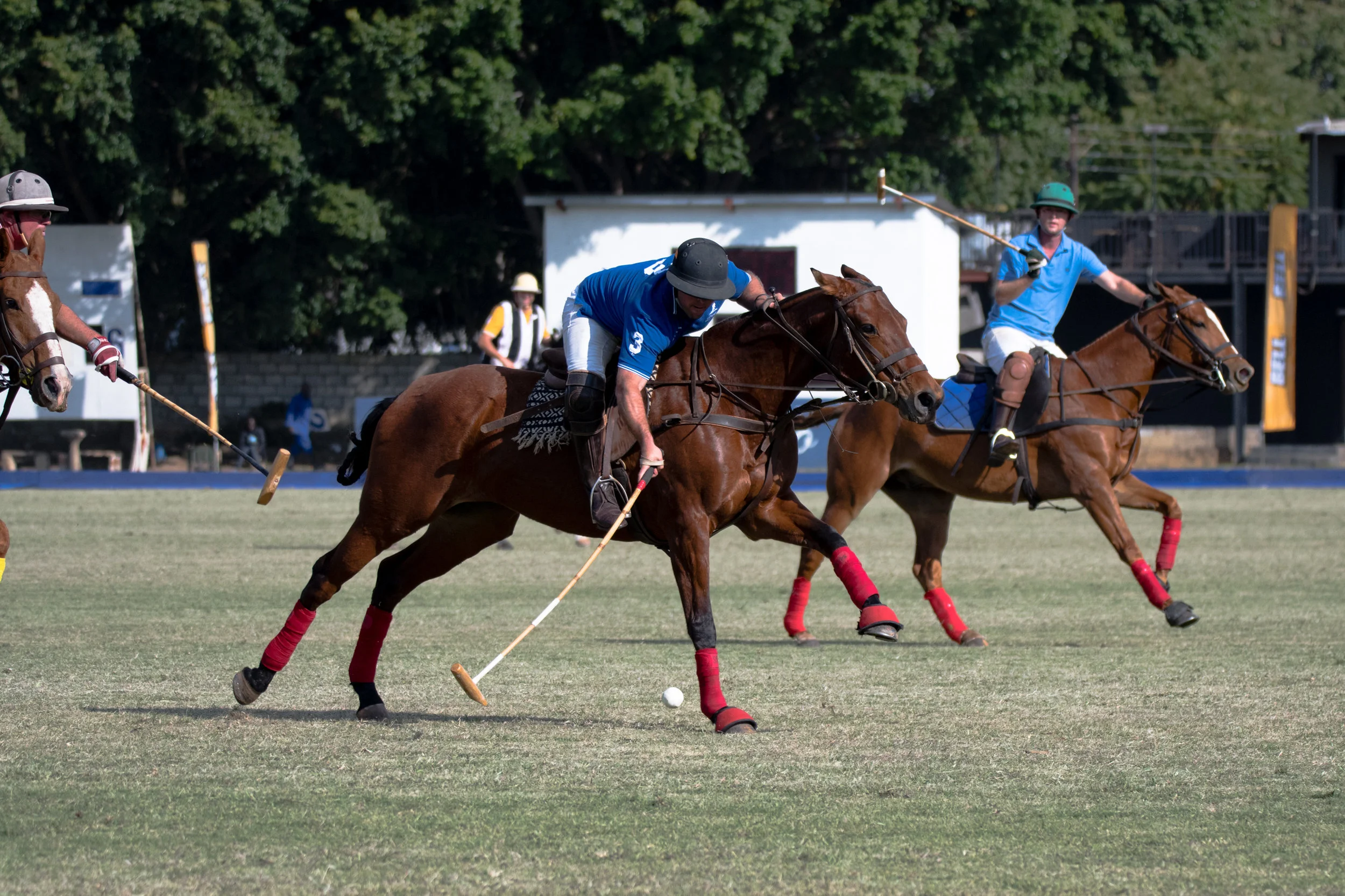 safari_polo_2017_5mp-6.jpg