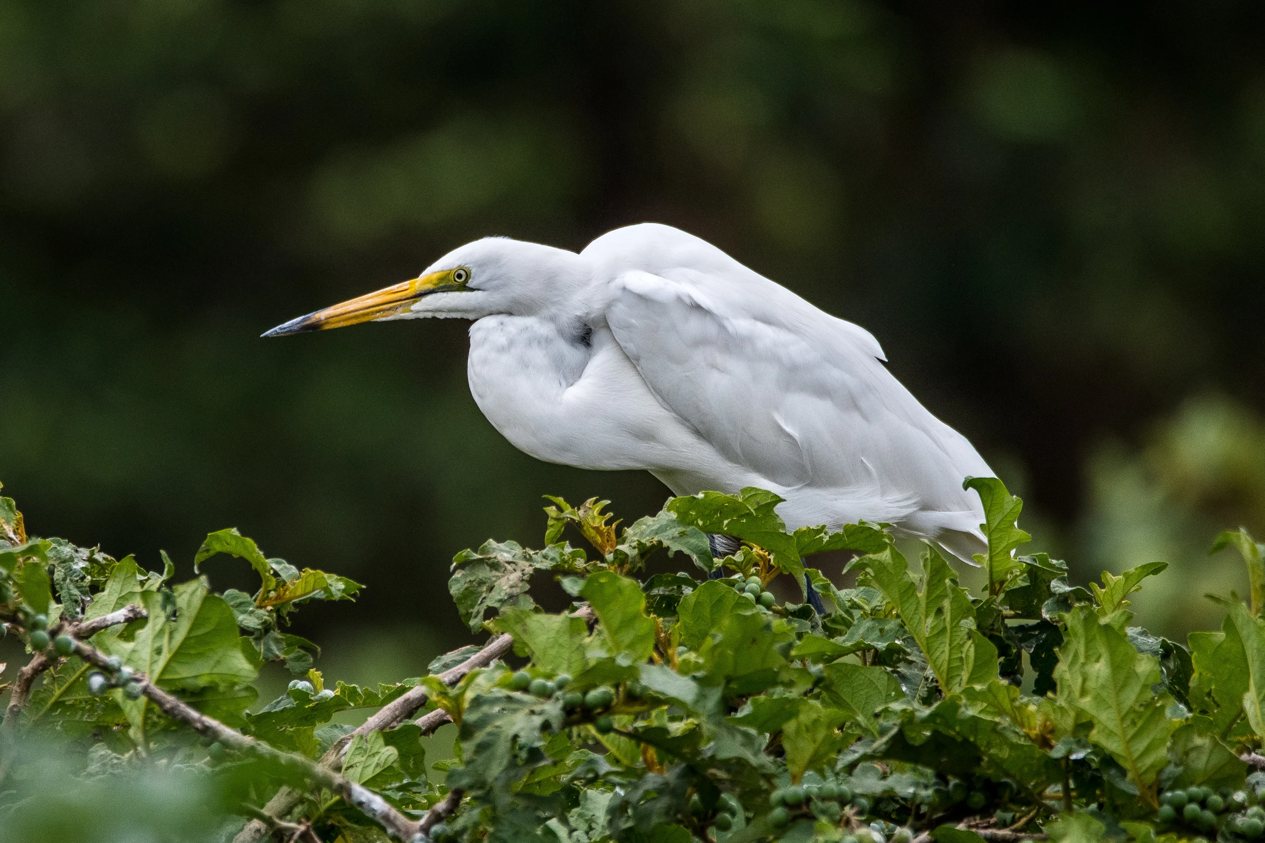 White Heron / Great Egret - Kalimba Reptile Park, Lusaka, Zambia