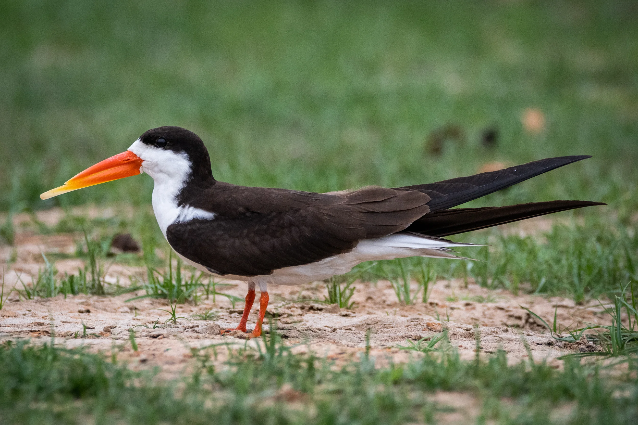 kafue_np_092018_5mp-25.jpg