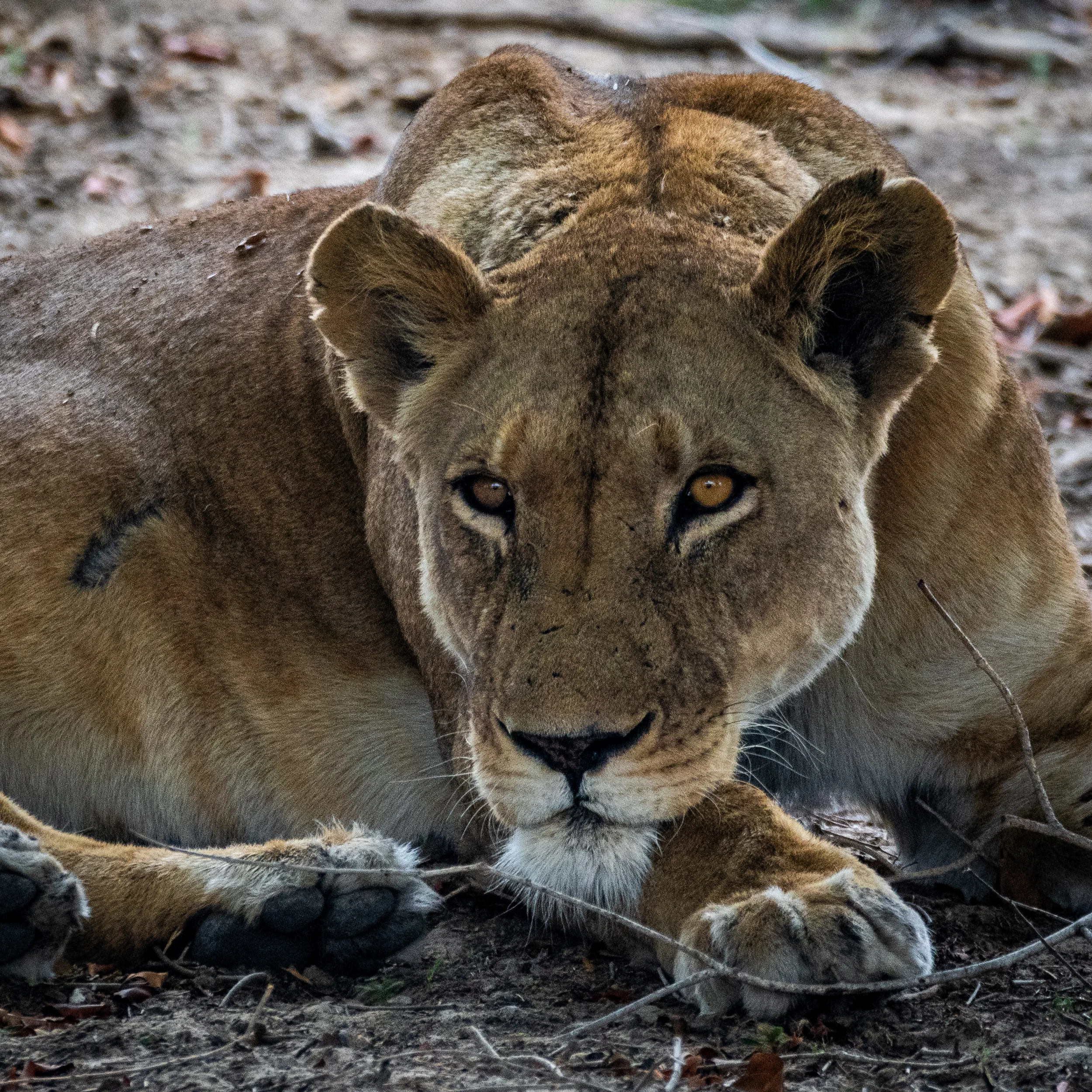 kafue_np_092018_5mp-11.jpg
