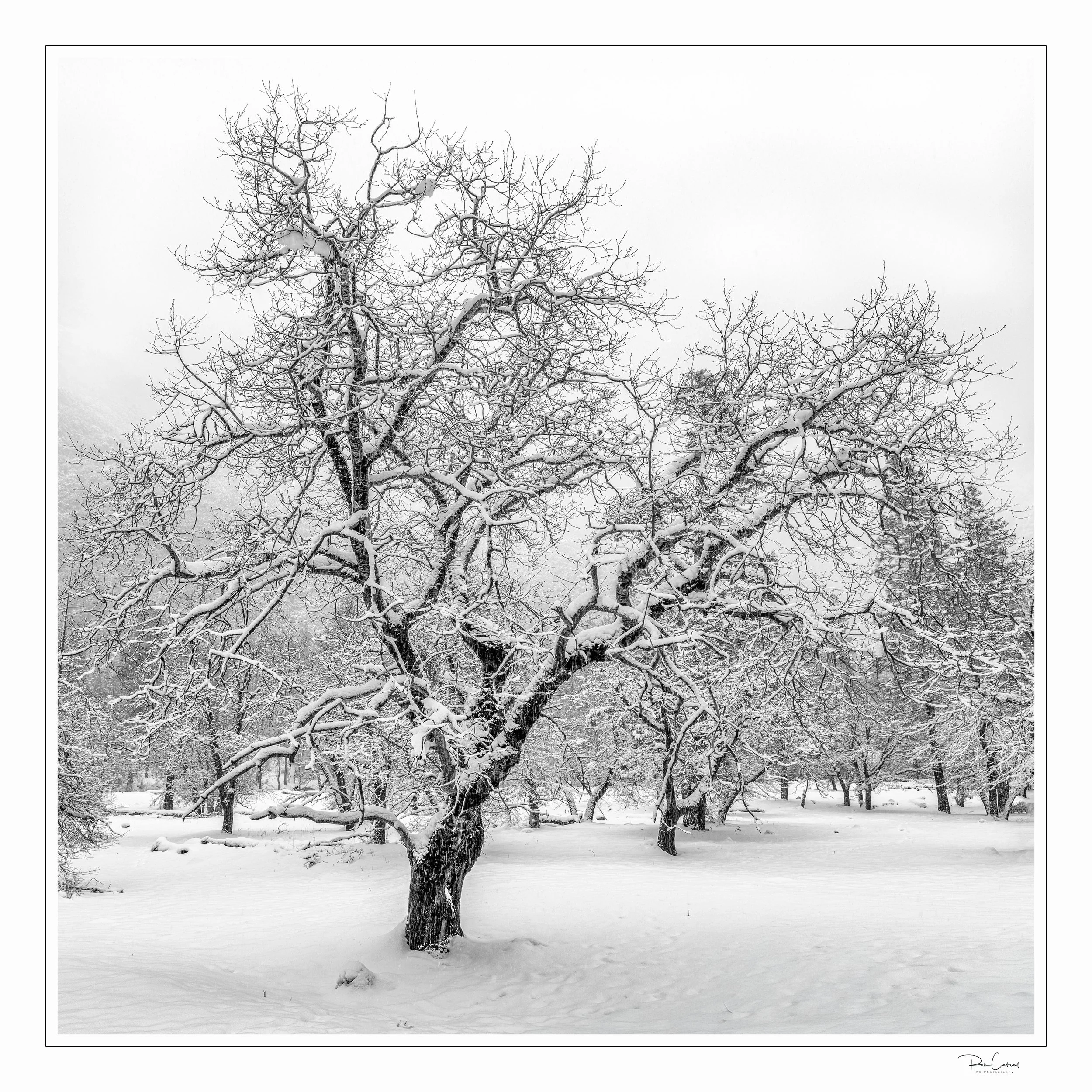 Snowy Oak
