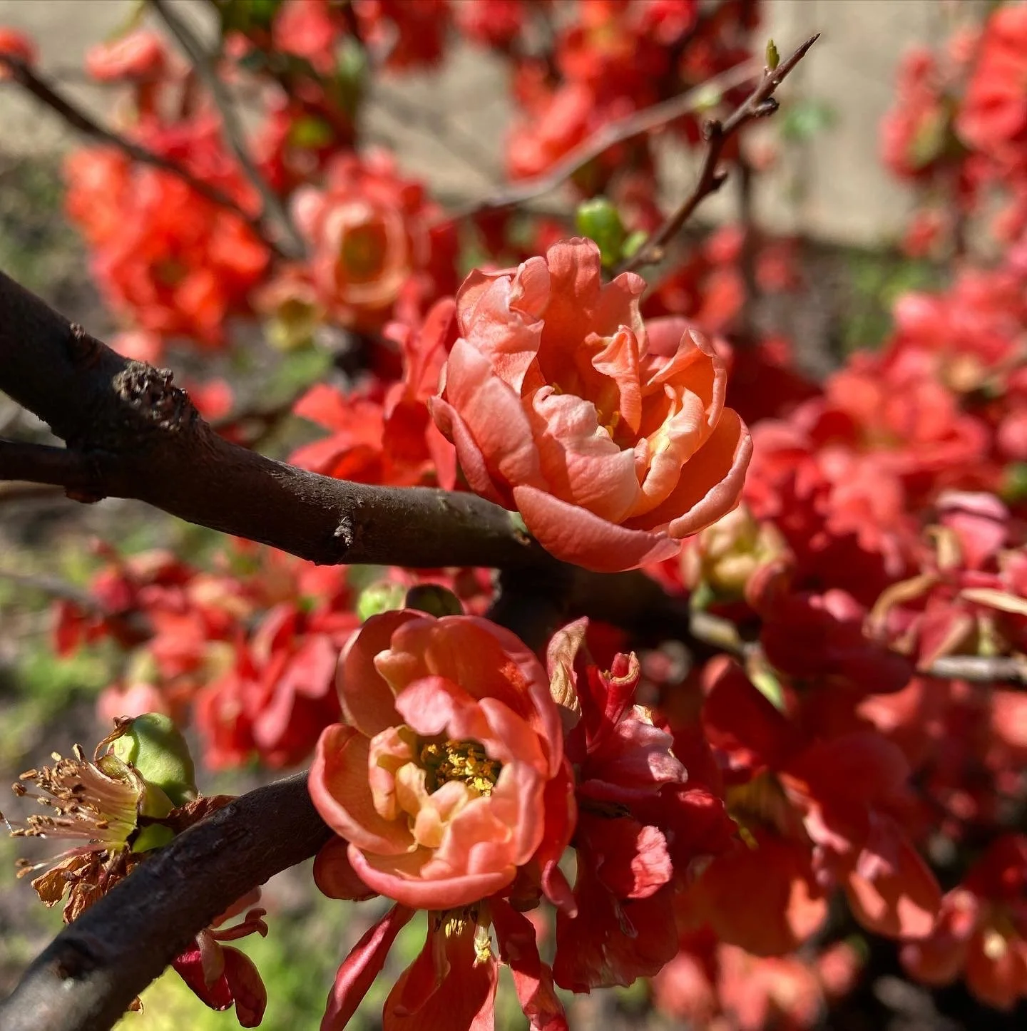 Seasons of Self - A Somatic Spring Retreat