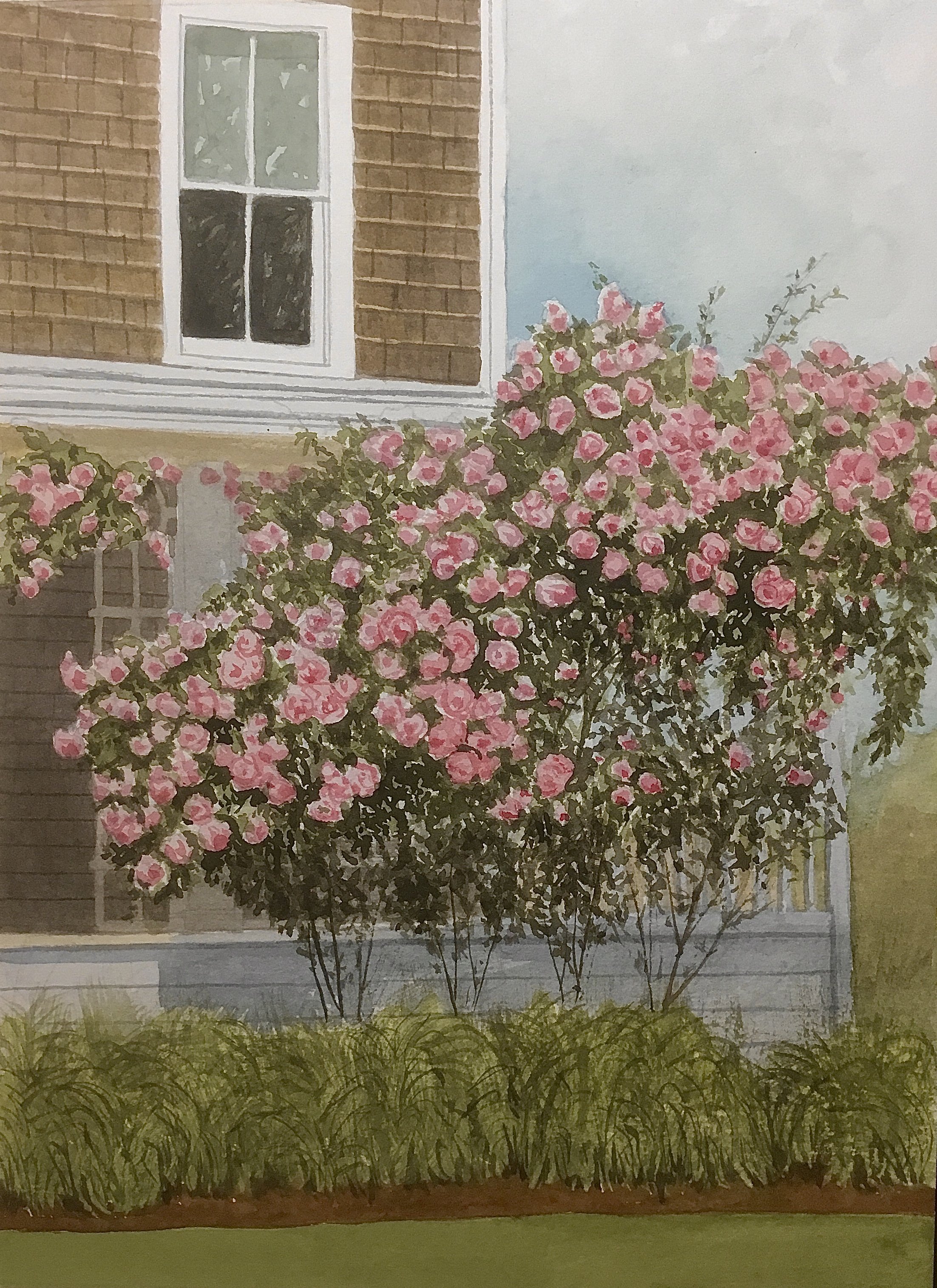 Easthampton Rose Bushes