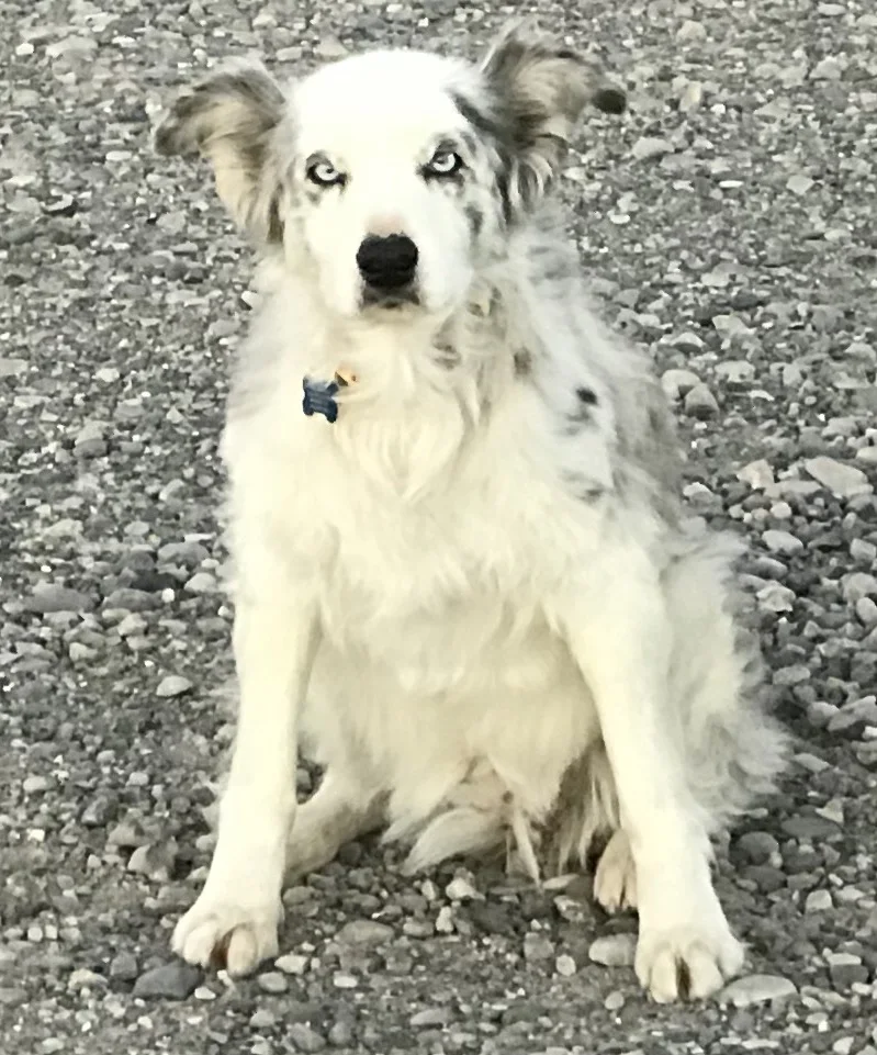 Tess has always been quiet and sweet and is happy to stay nearby. Living in a place where there are always new people to adore her and give her cuddles and, we assume, more than a few tasty tidbits, is definitely her heaven.