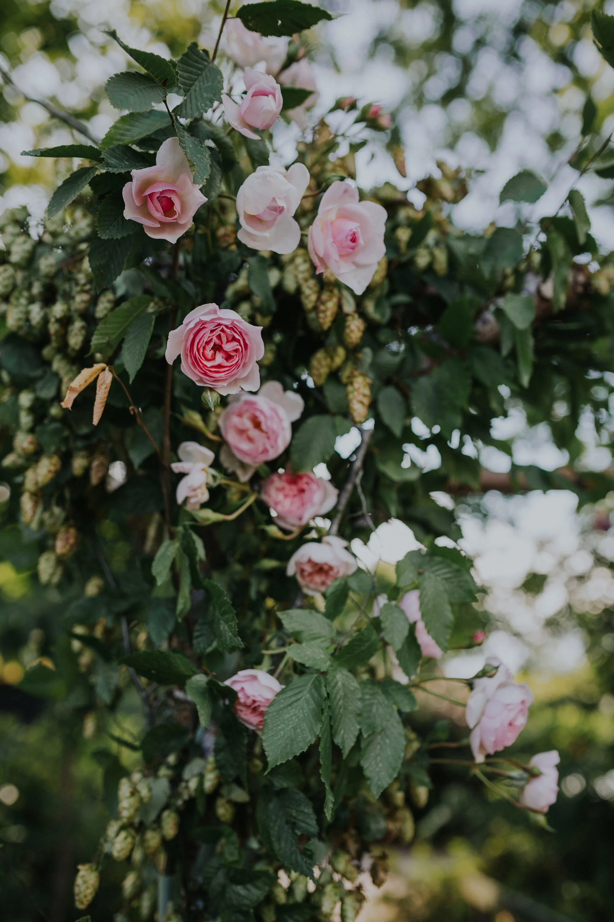 Photo by Kate Gray photography