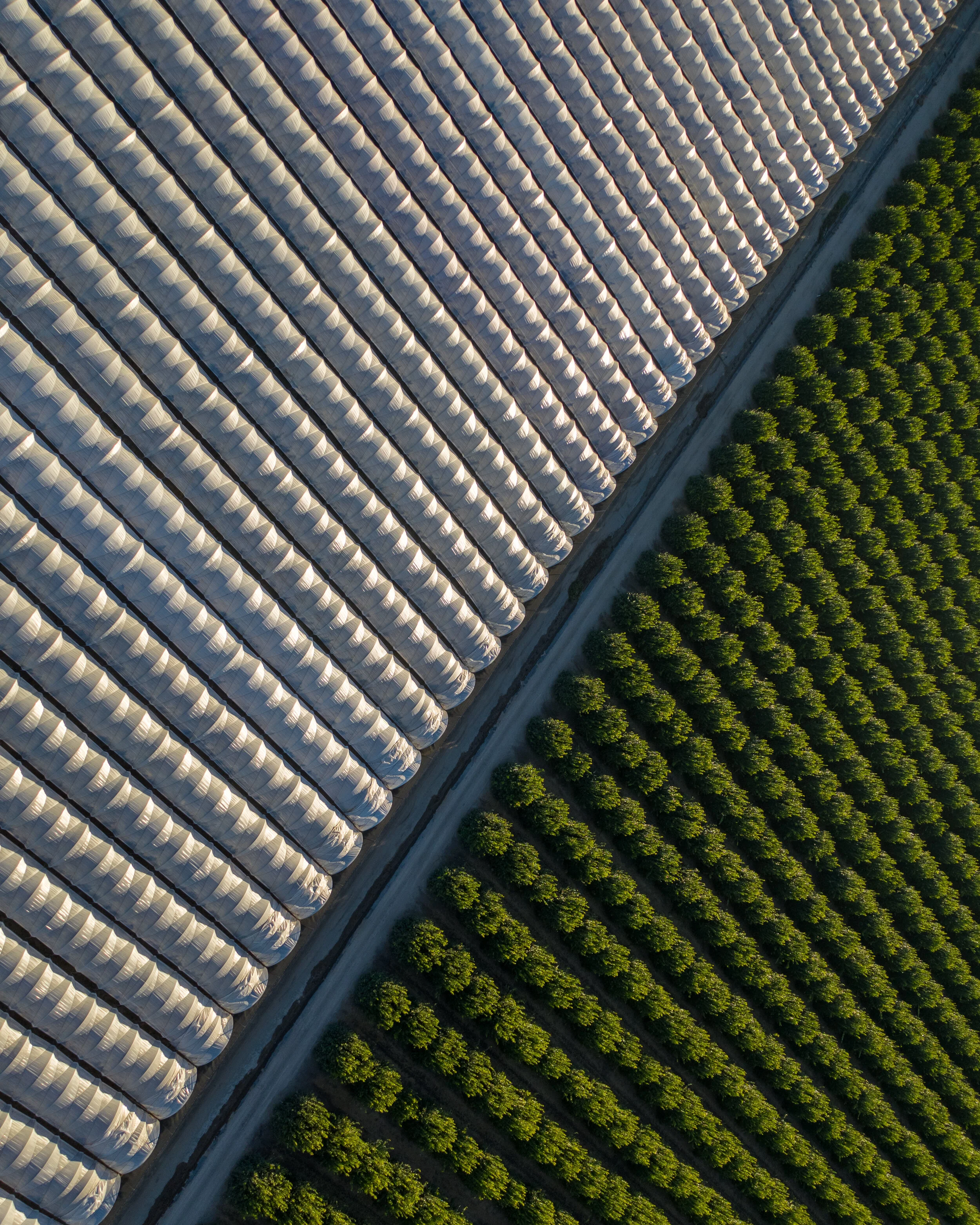 Abstract Farming-.jpg