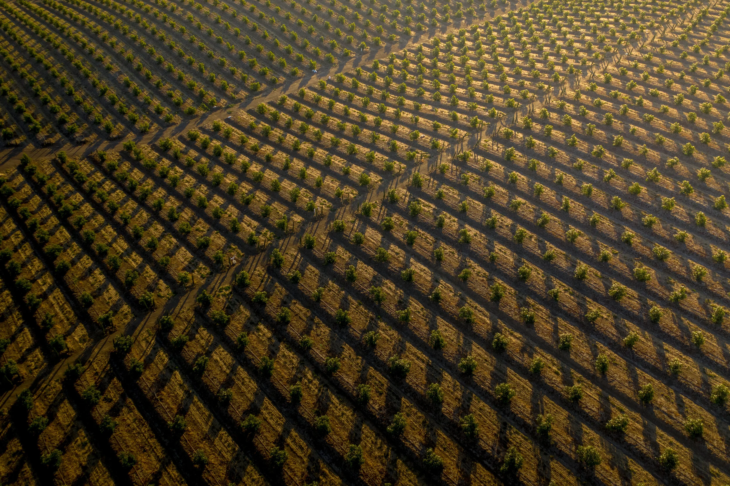 Field Patterns-.jpg