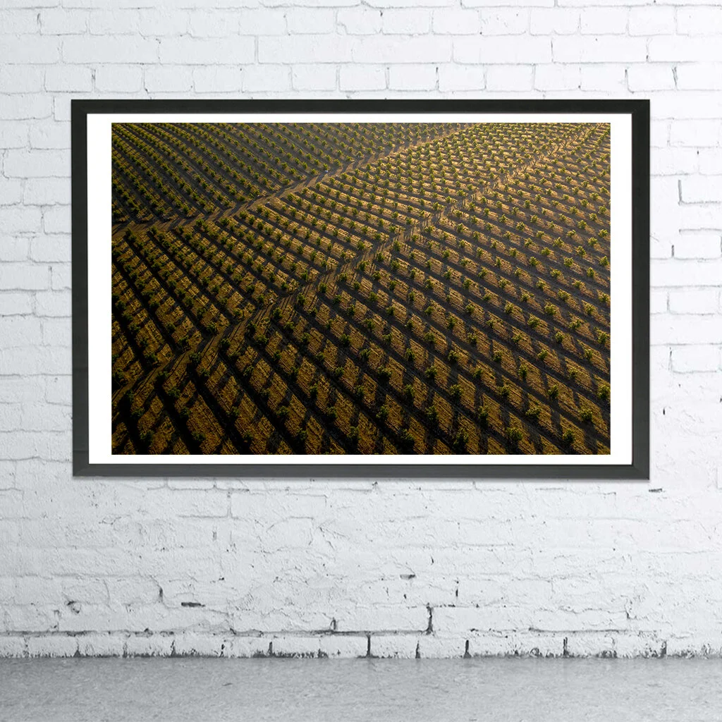 Display Field Patterns.jpg