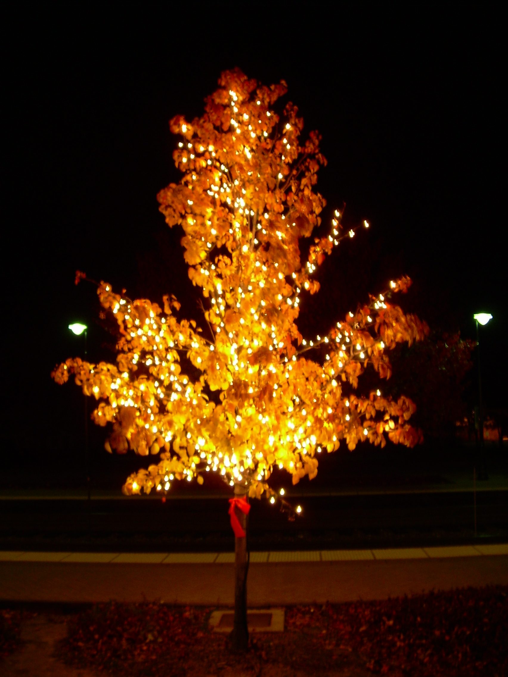 Classic Tree Holiday Lighting