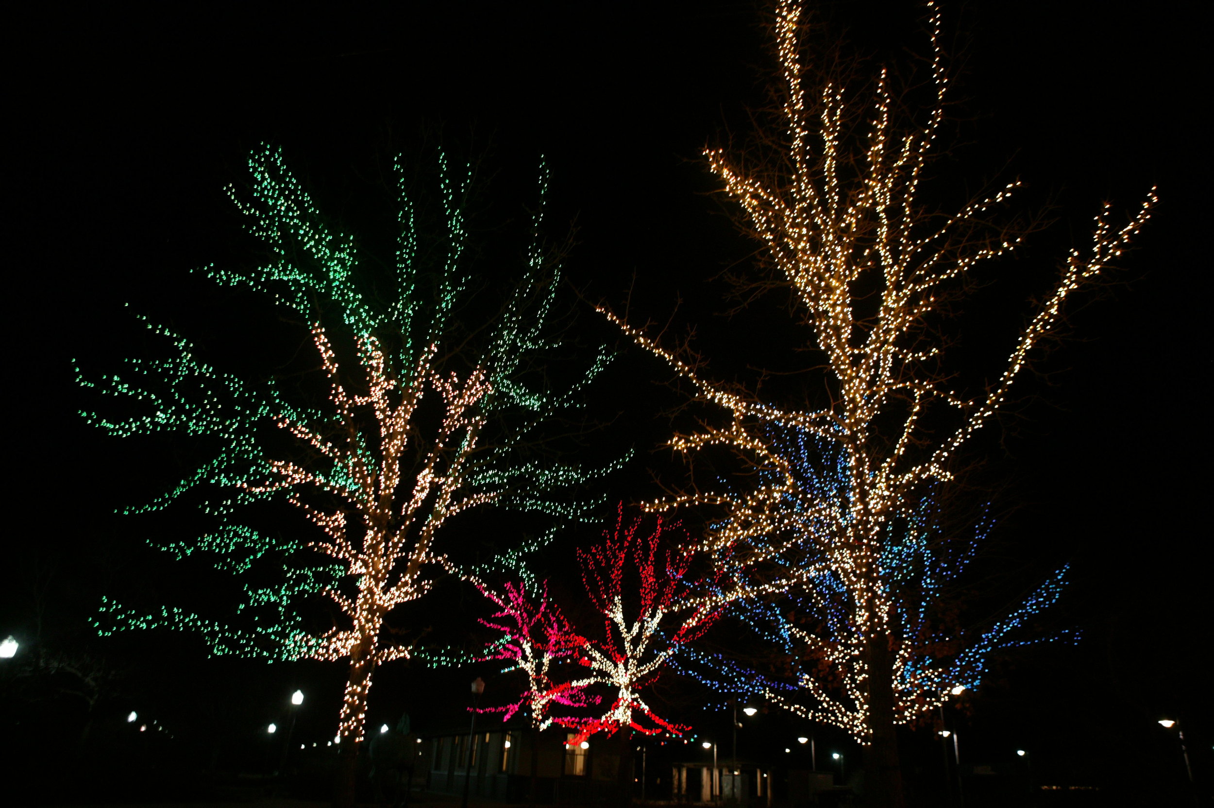 Outdoor Holiday Tree Lights