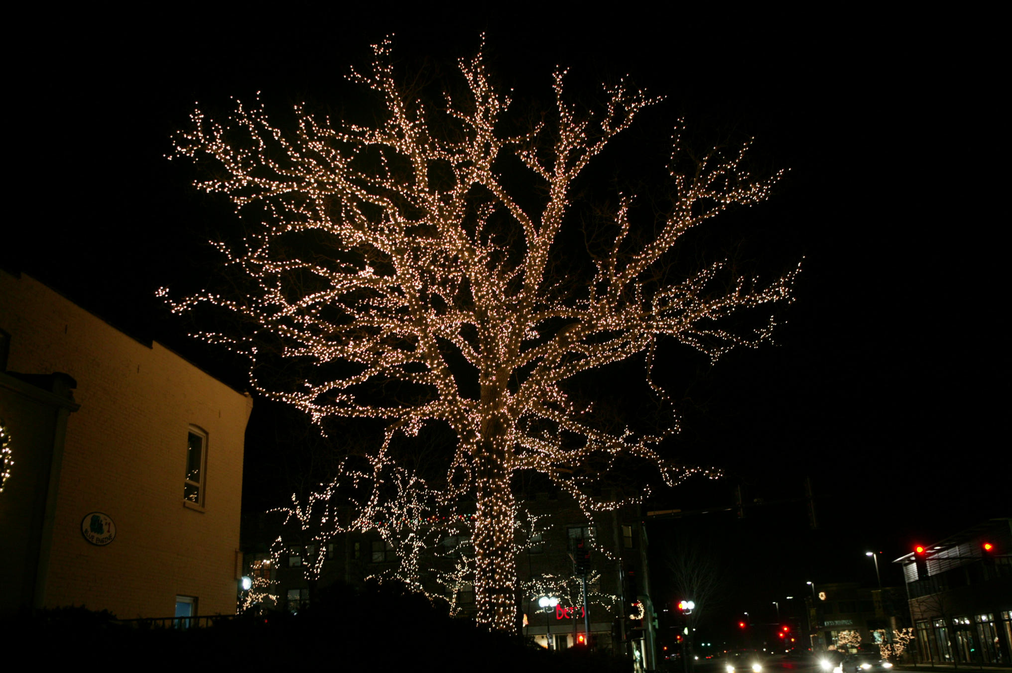 Holiday lighting for Large Tree