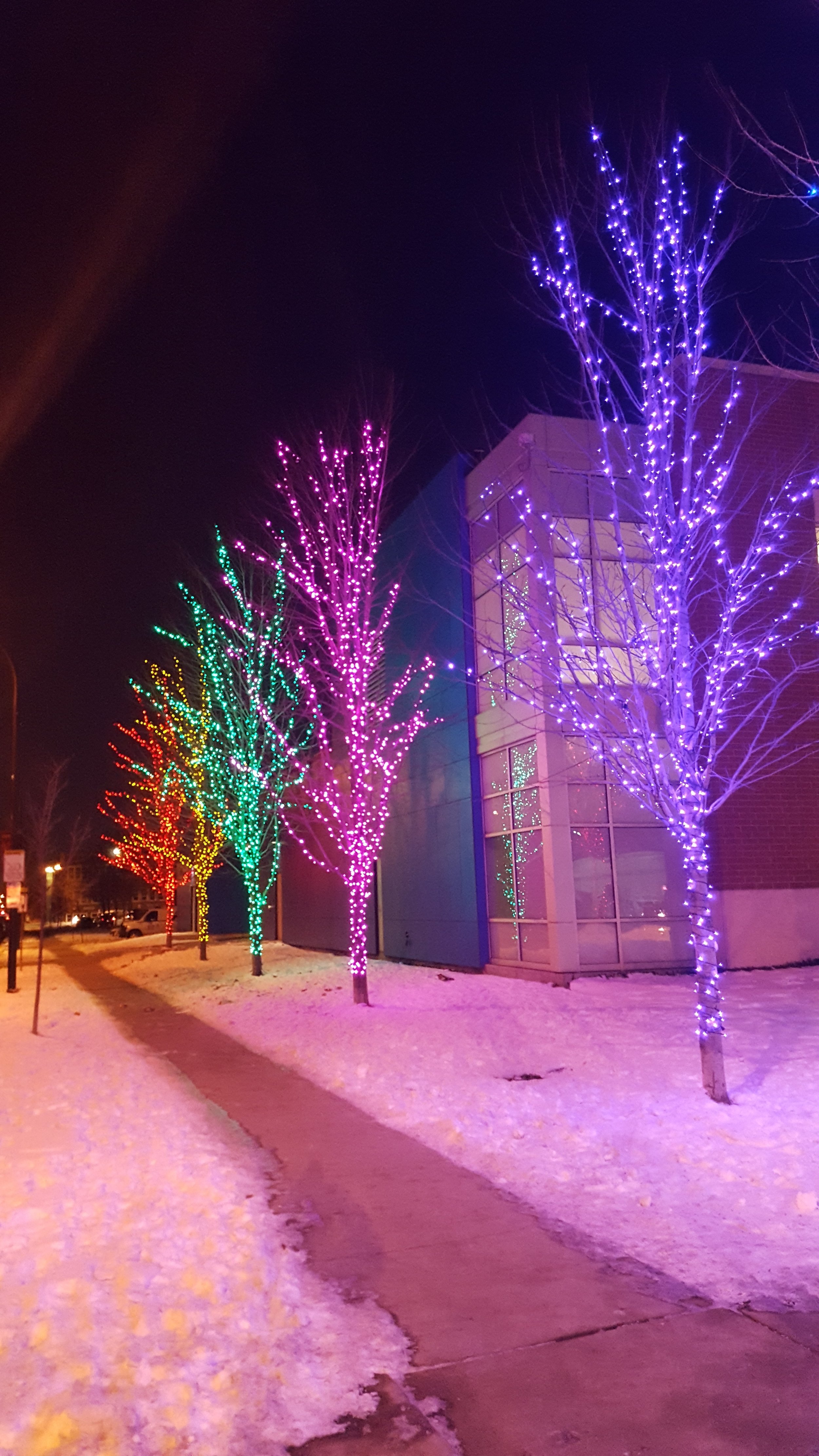 LED Colored Trees.jpg