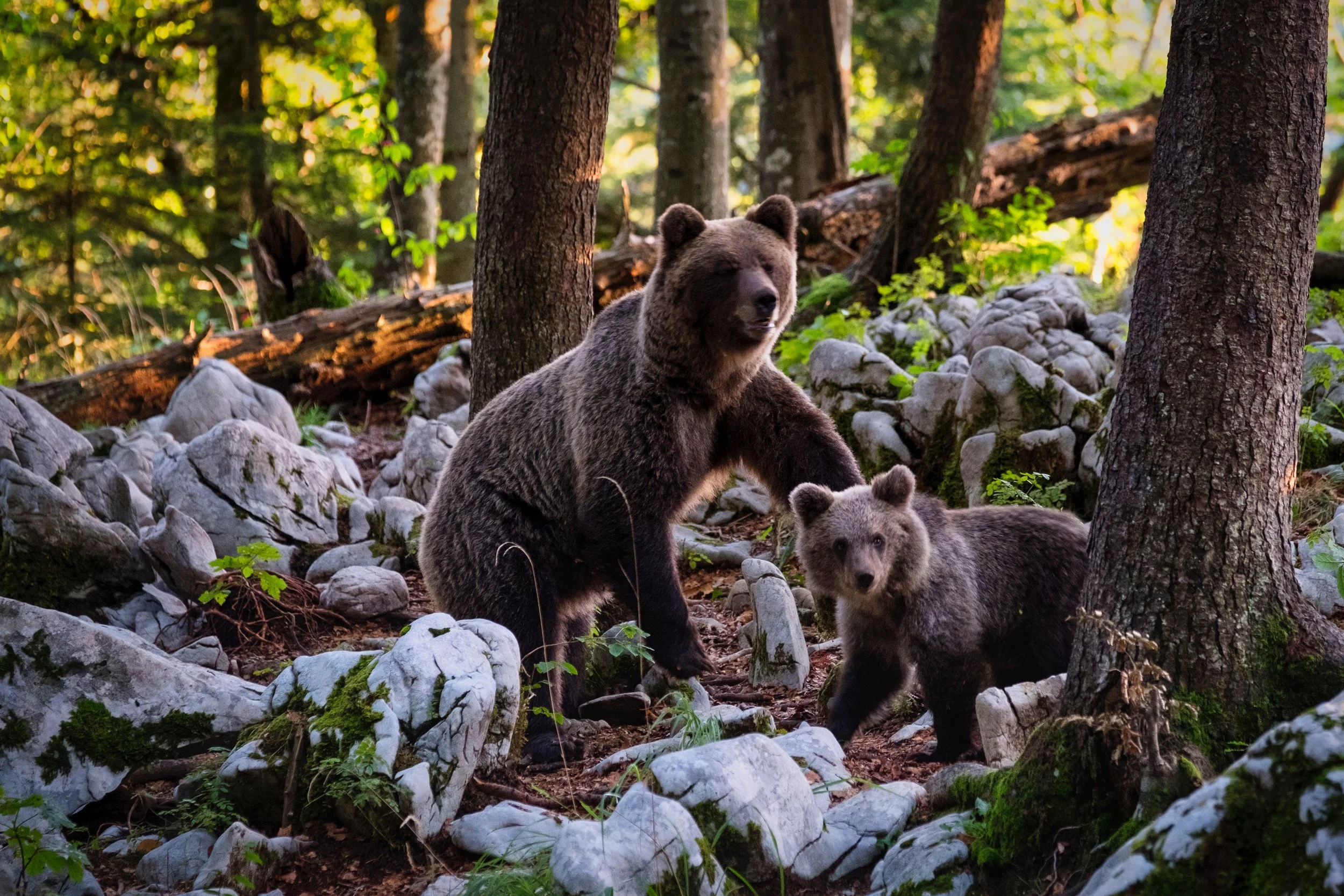 mama bear.jpg