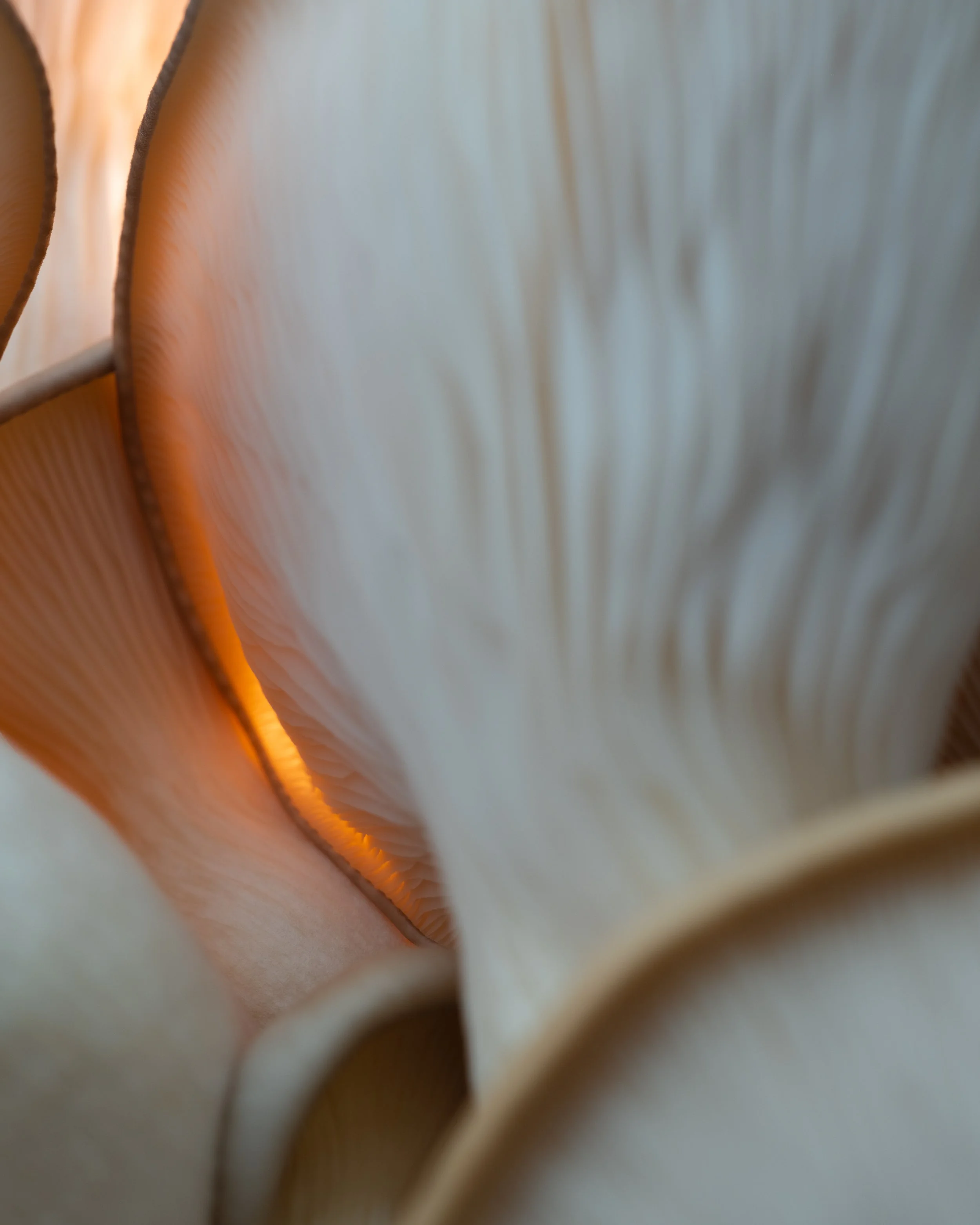 DSCF2310.jpg