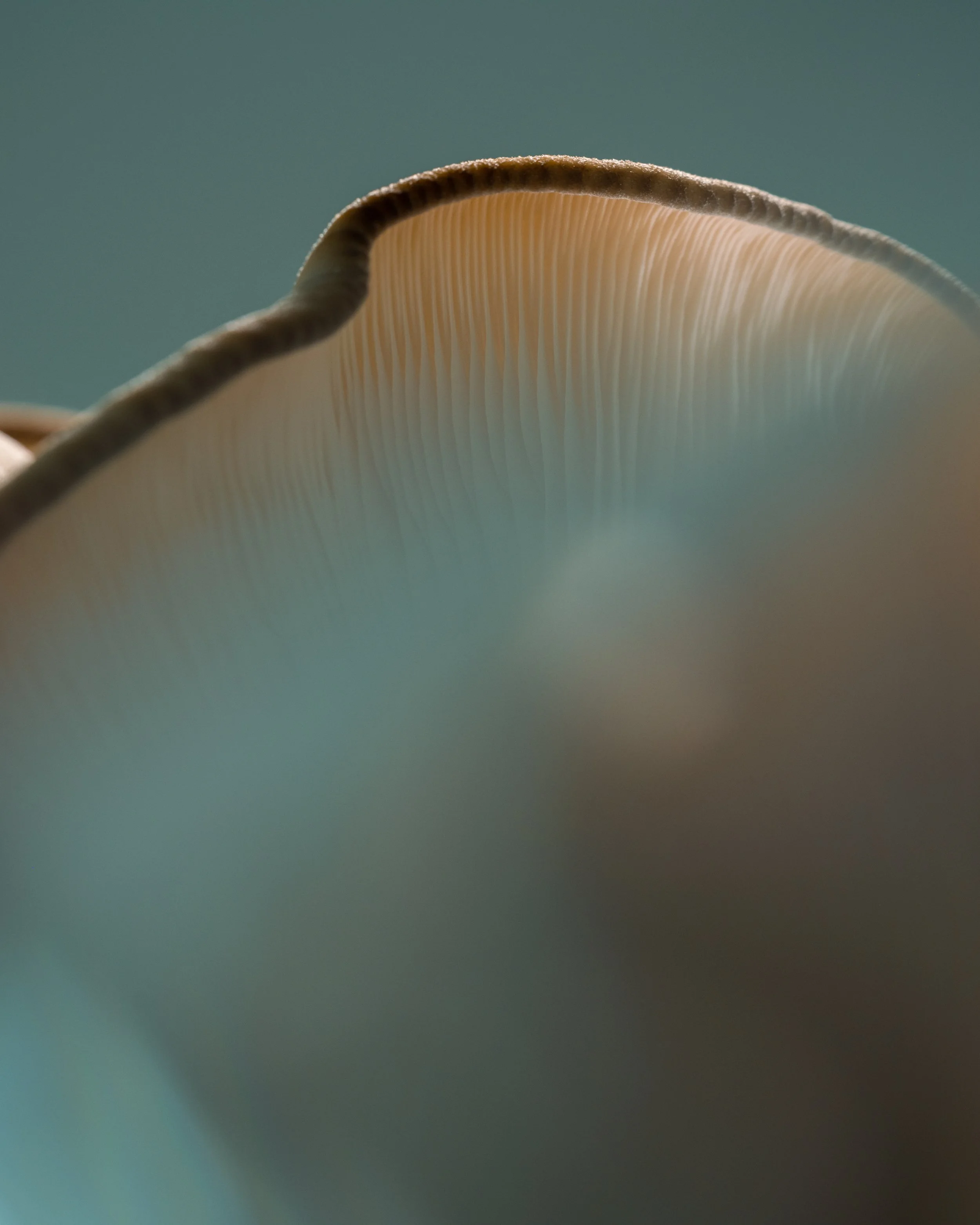 DSCF2346.jpg