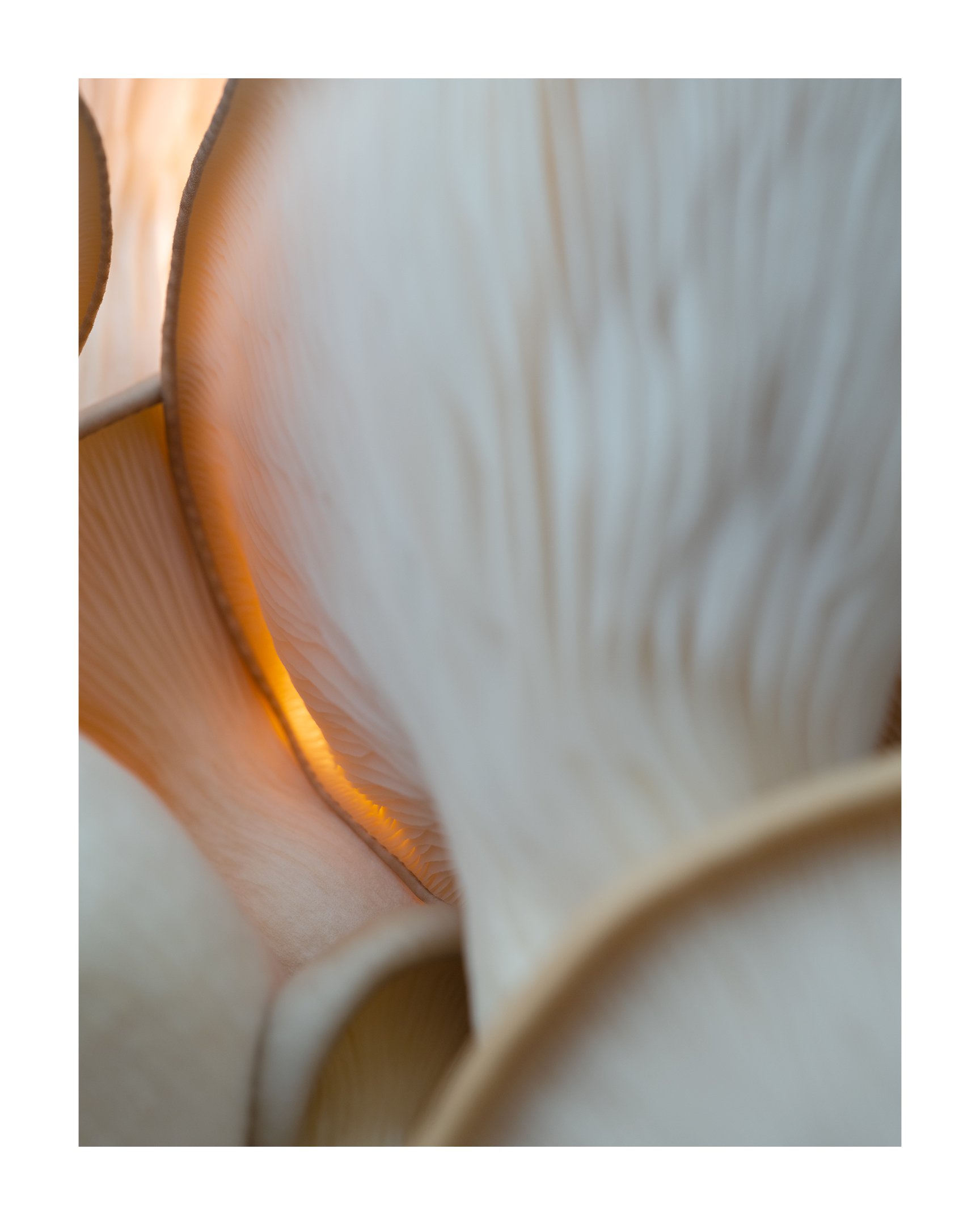 MUSHROOM_02.jpg