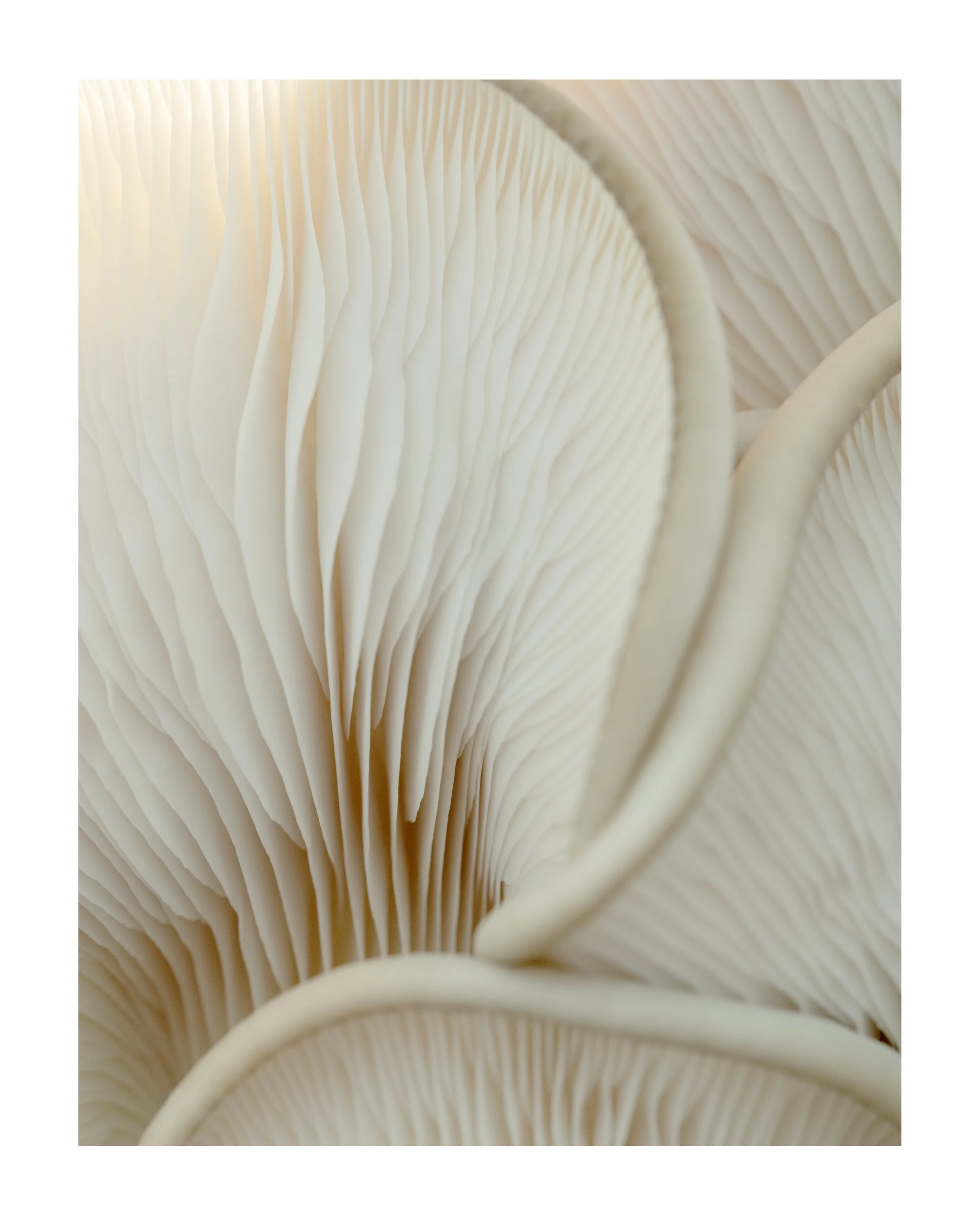 MUSHROOM_03_00000.jpg