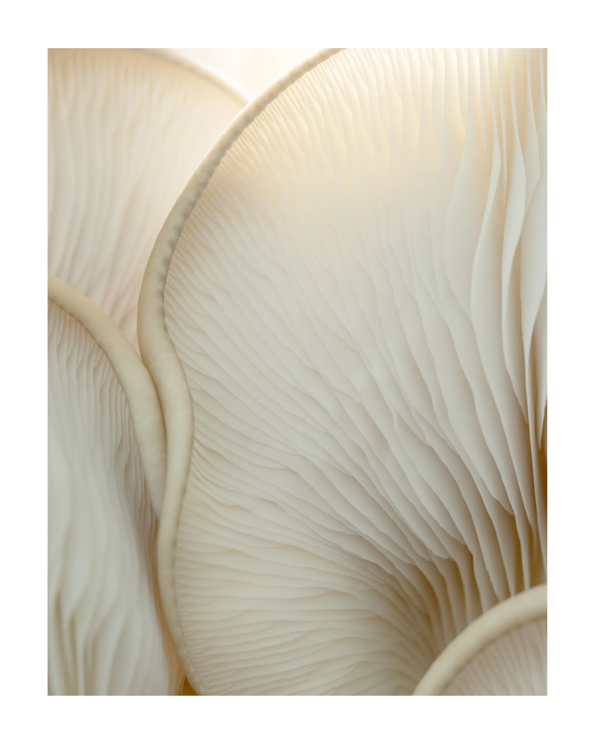 MUSHROOM_03_00001.jpg