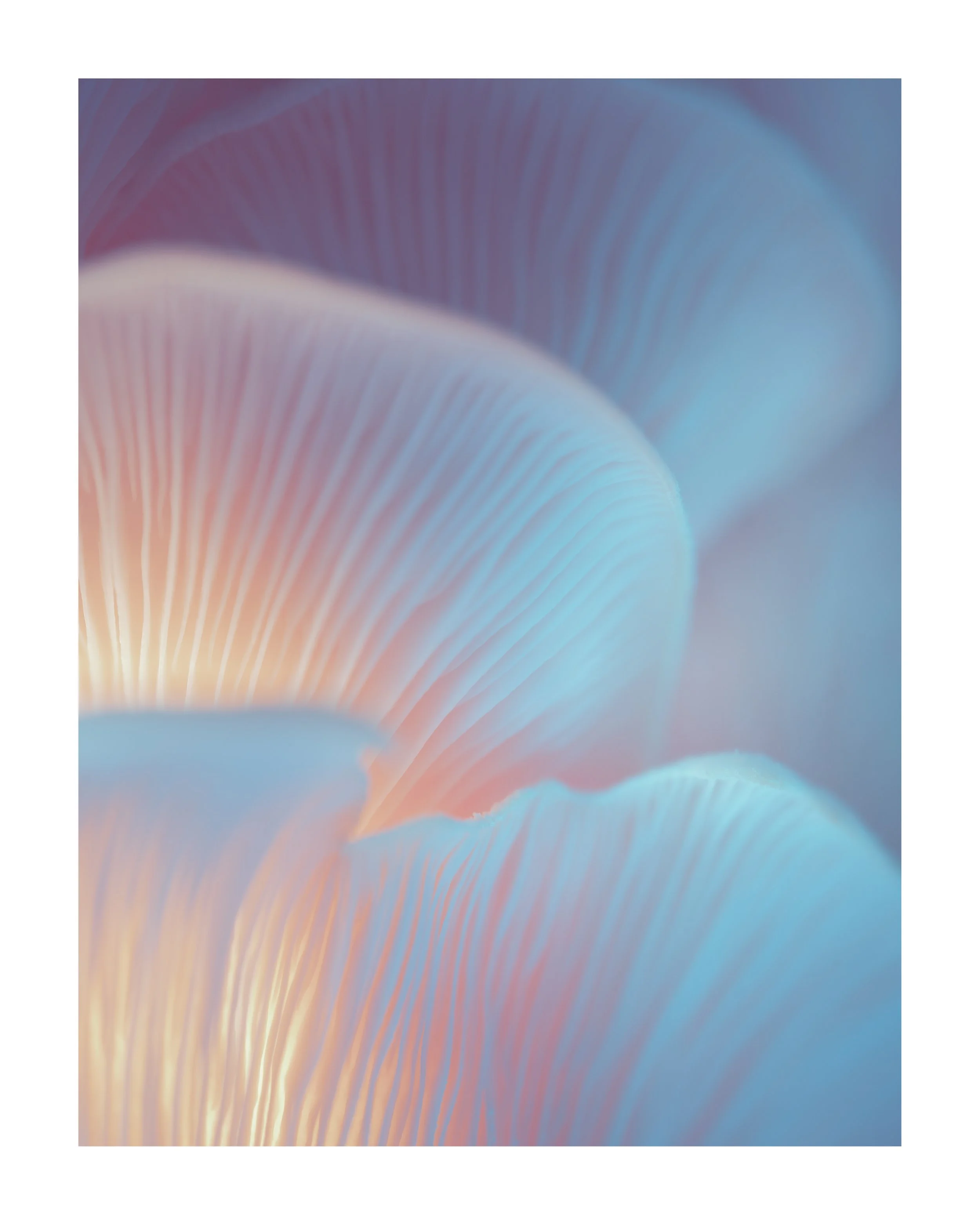 MUSHROOM_03_00002.jpg