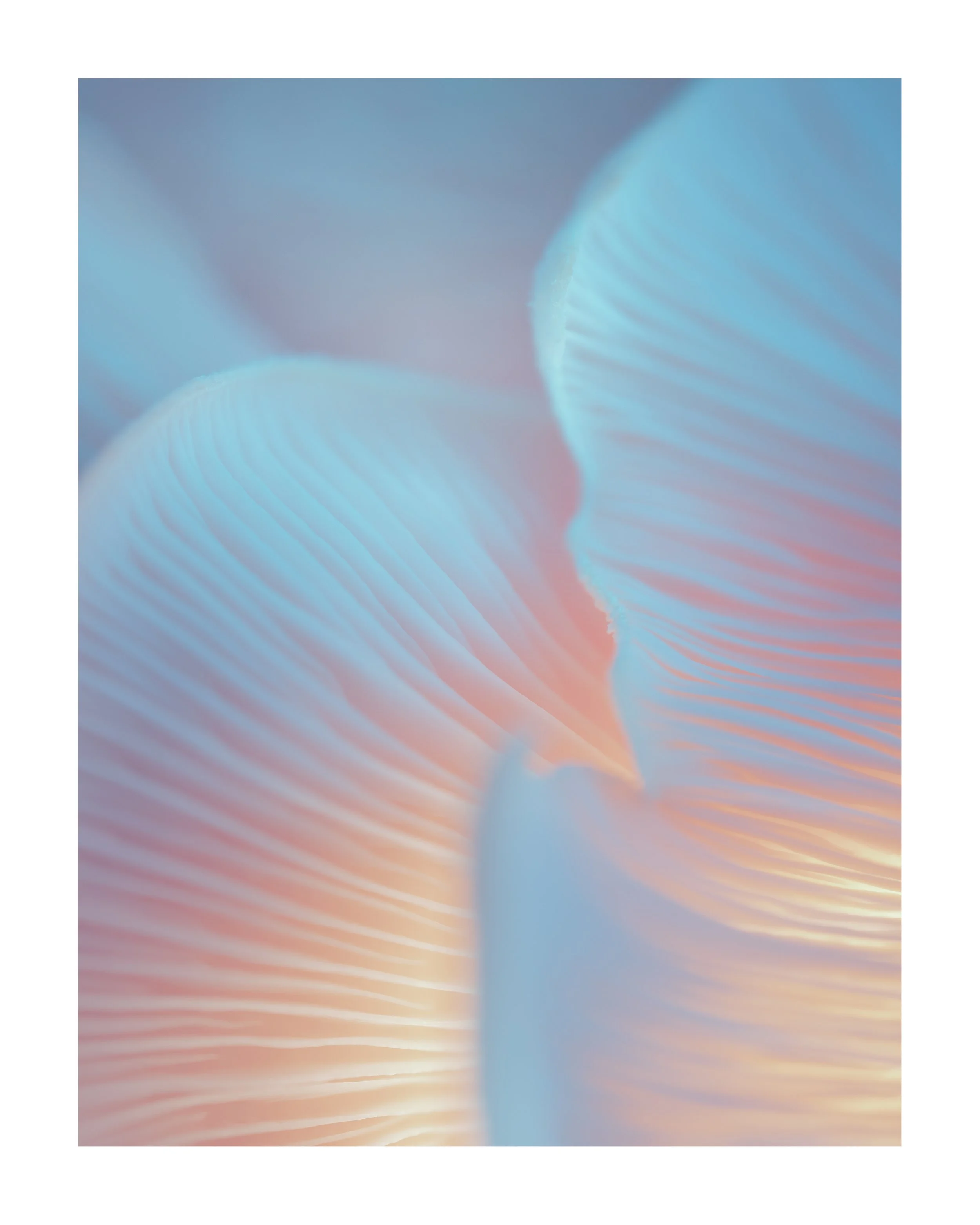 MUSHROOM_03_00003.jpg