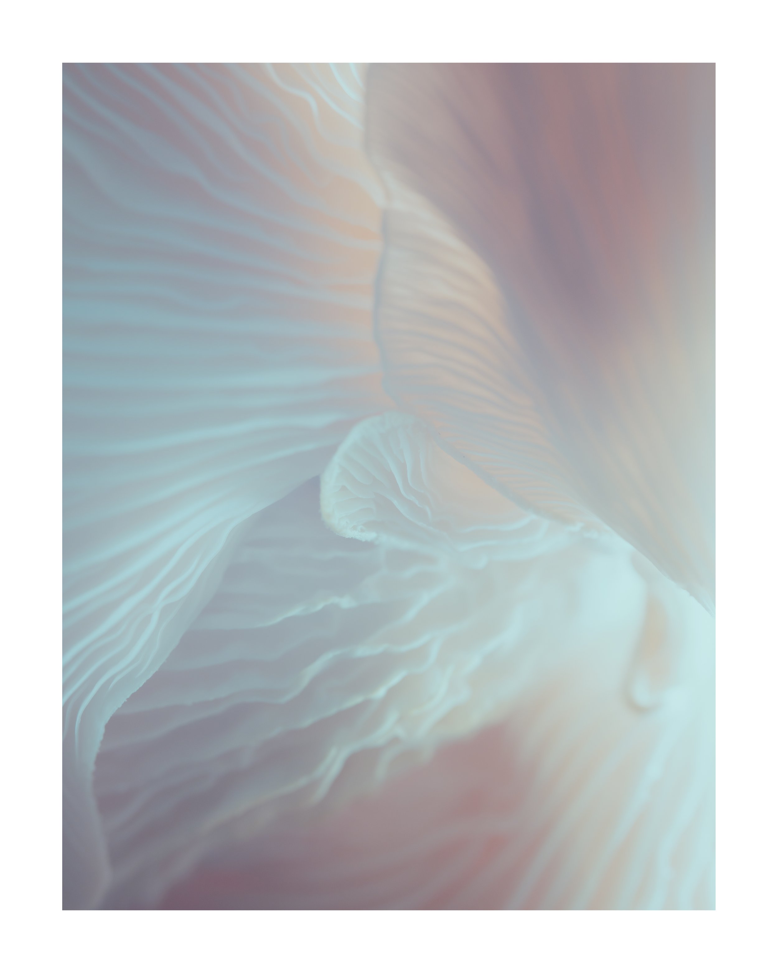 MUSHROOM_03_00004.jpg