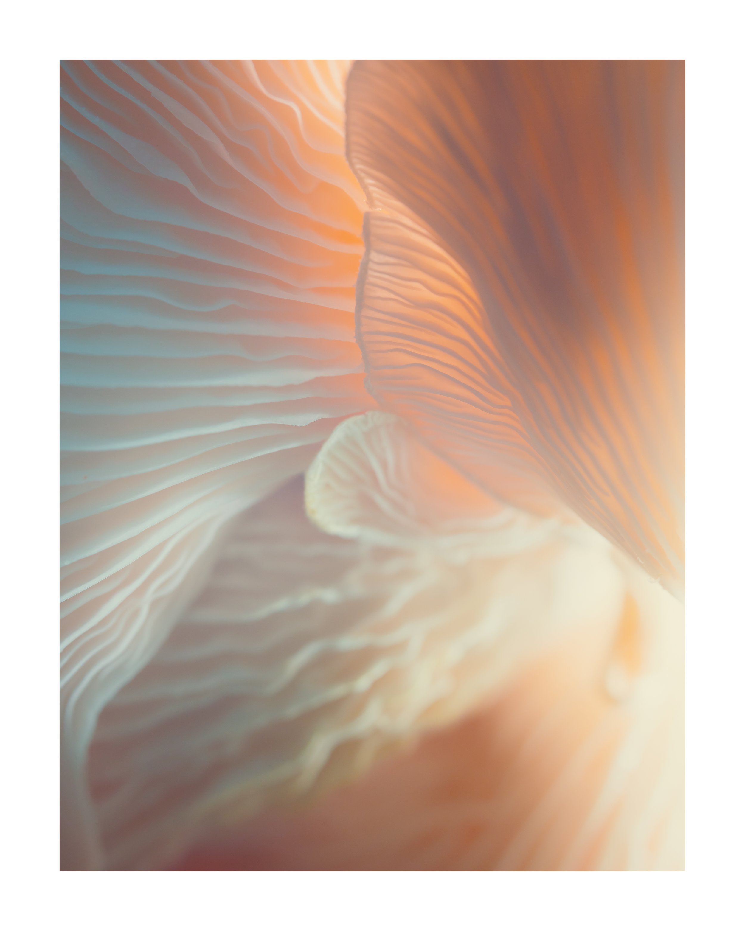 MUSHROOM_03_00005.jpg