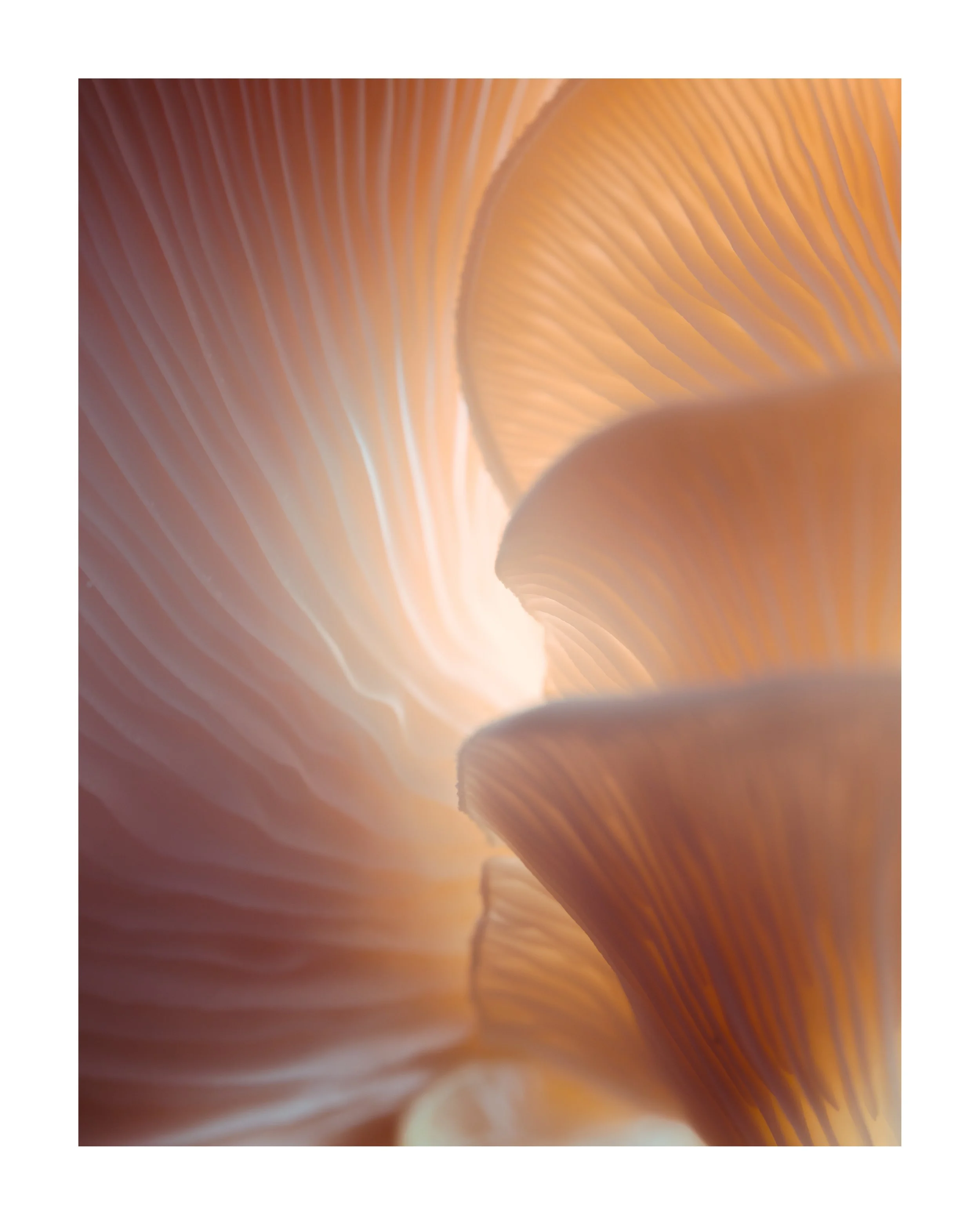 MUSHROOM_03_00006.jpg
